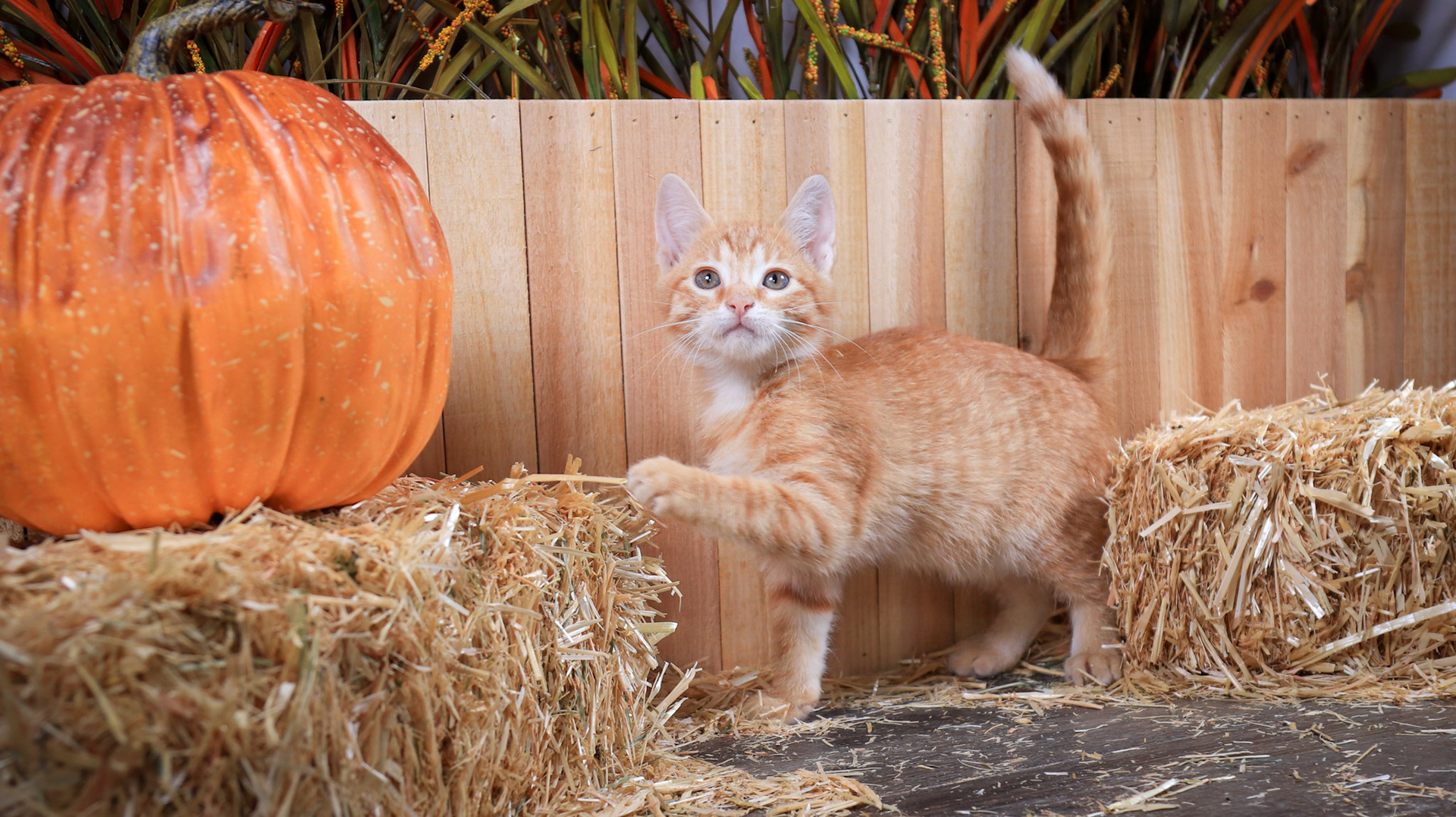 Chester (M-DSH-Ginger)
