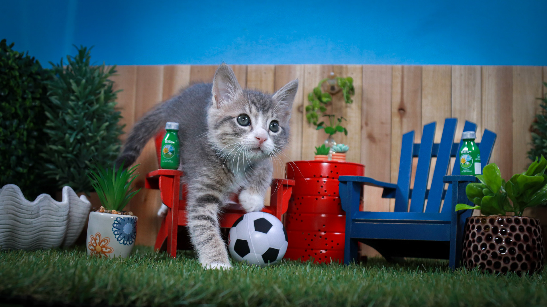 Ming Ming (M-DSH-Gray/White/Tabby)