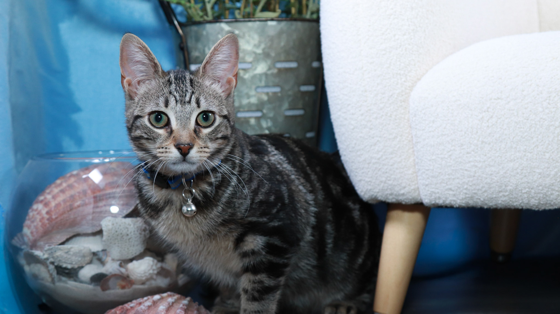 Nooki (F-DSH-Tabby)