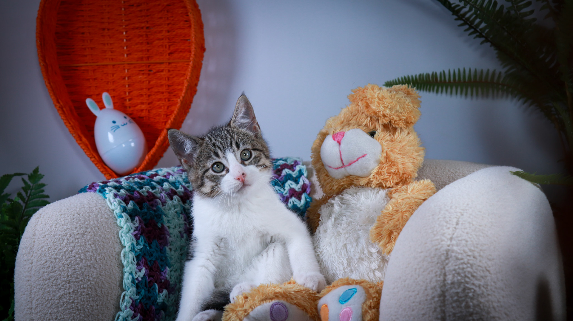 Gus (M-DSH-Tabby/White)
