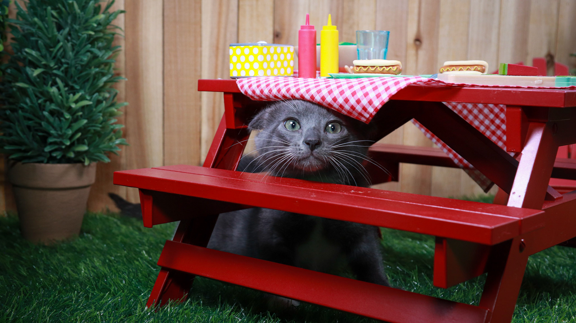 Hematite (F-DSH-Grey/White/Tuxie)