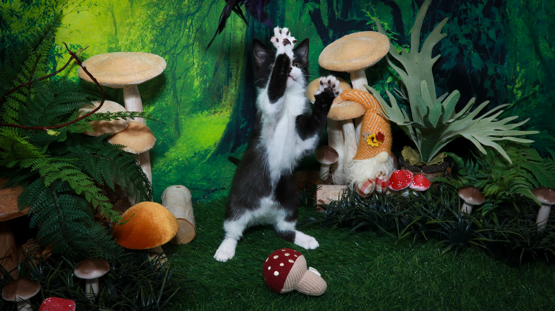 Mousse (M-DSH-Tuxie)