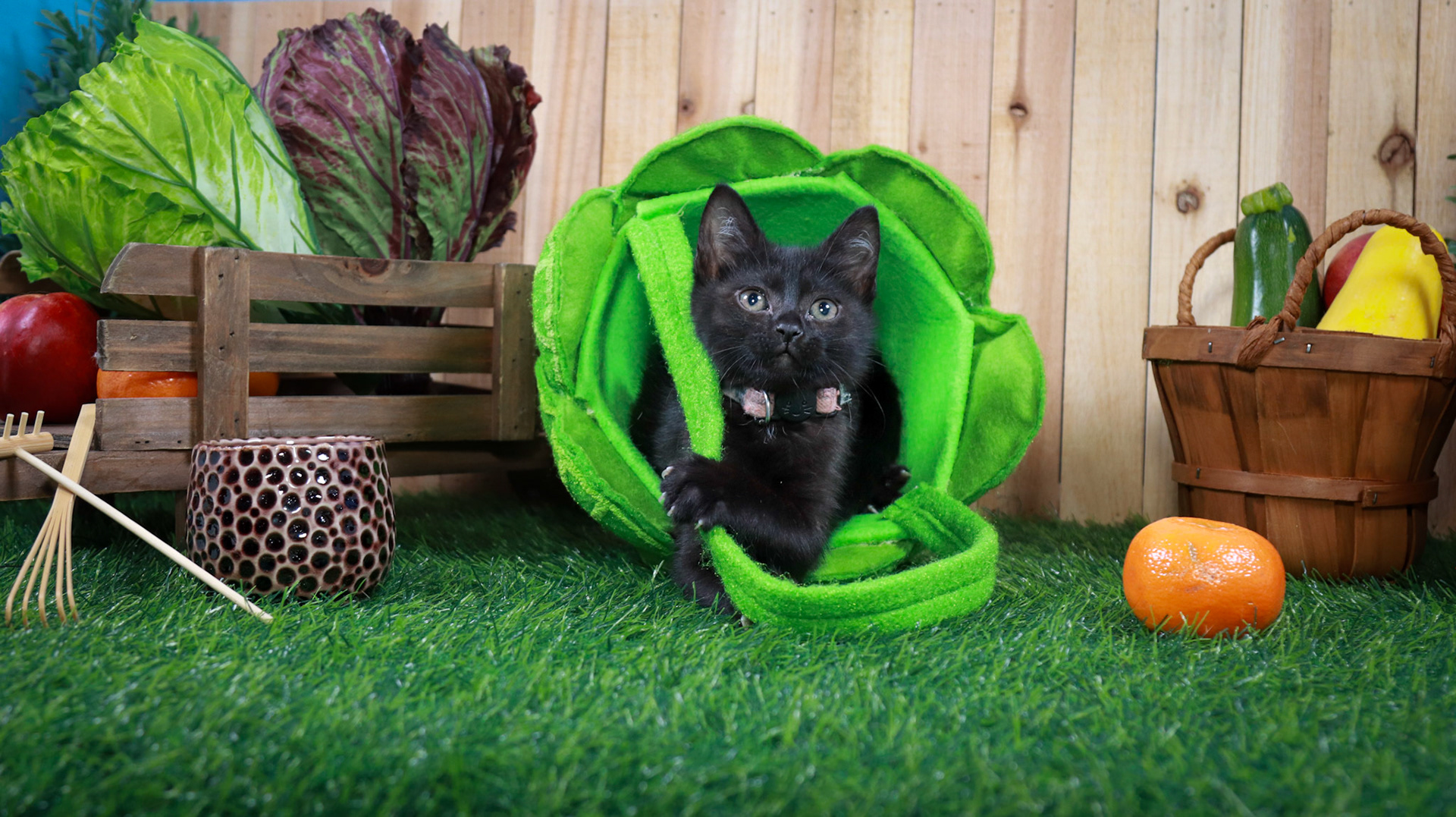 Otter (F-DSH-Black)