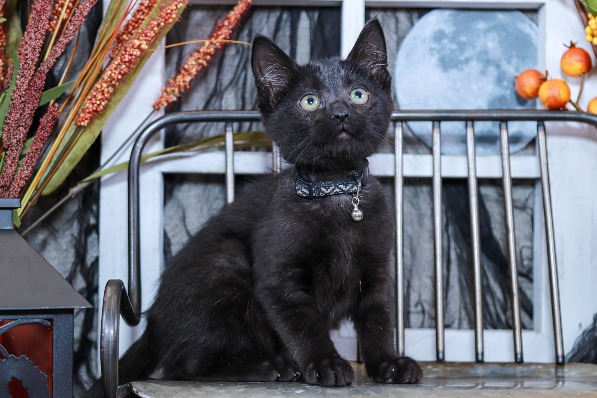 Gus Gus (M-DMH-Black)
