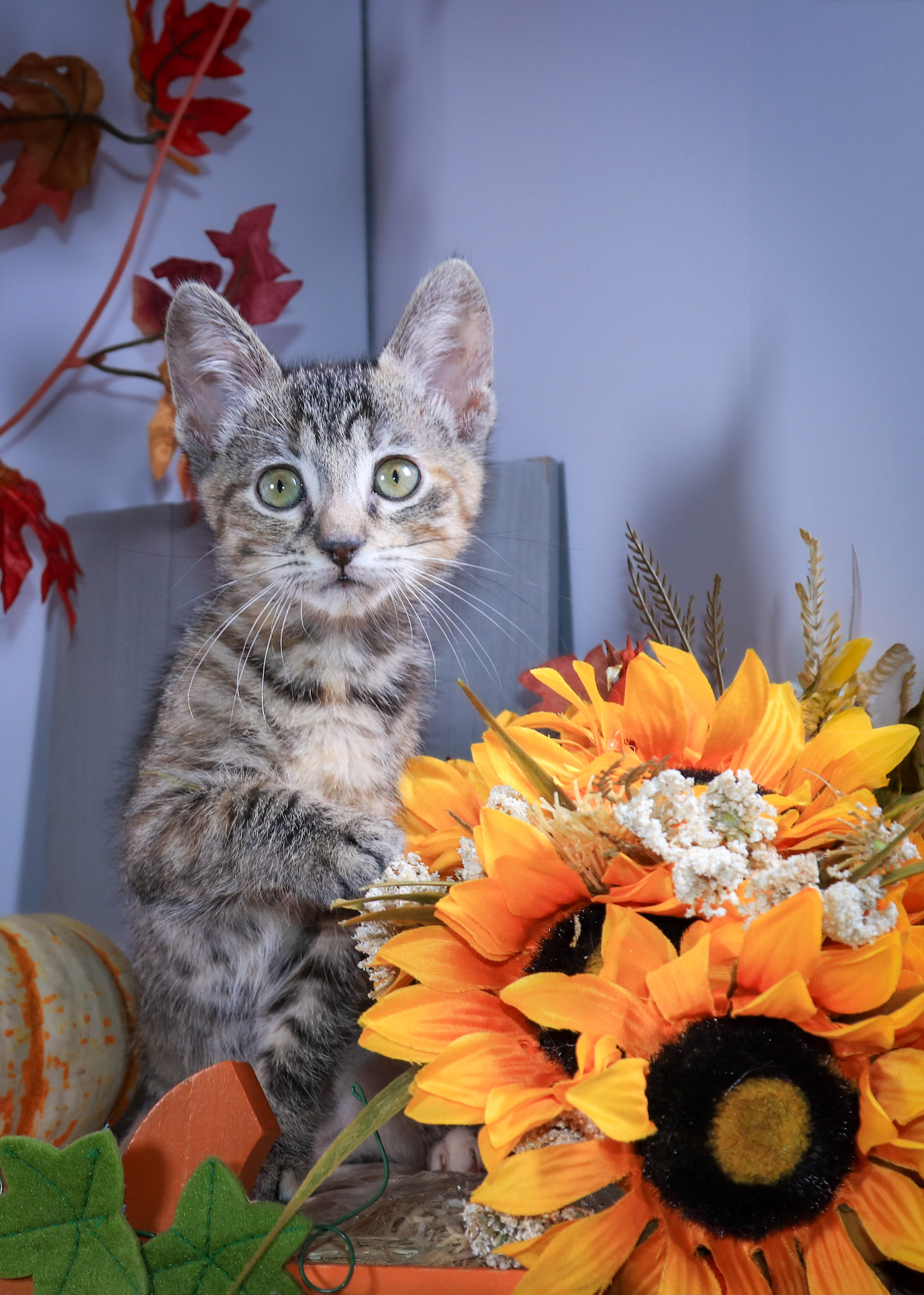 Strawberry (F-DSH-Torbie)
