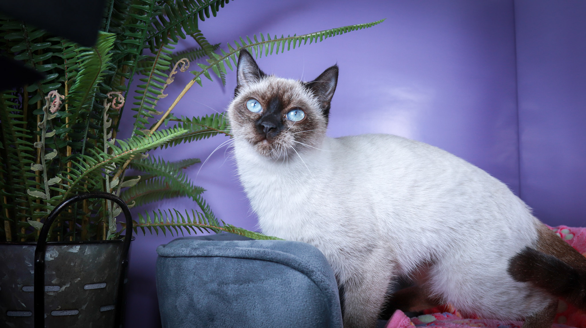 Meci (F-DSH-Seal Point Siamese)