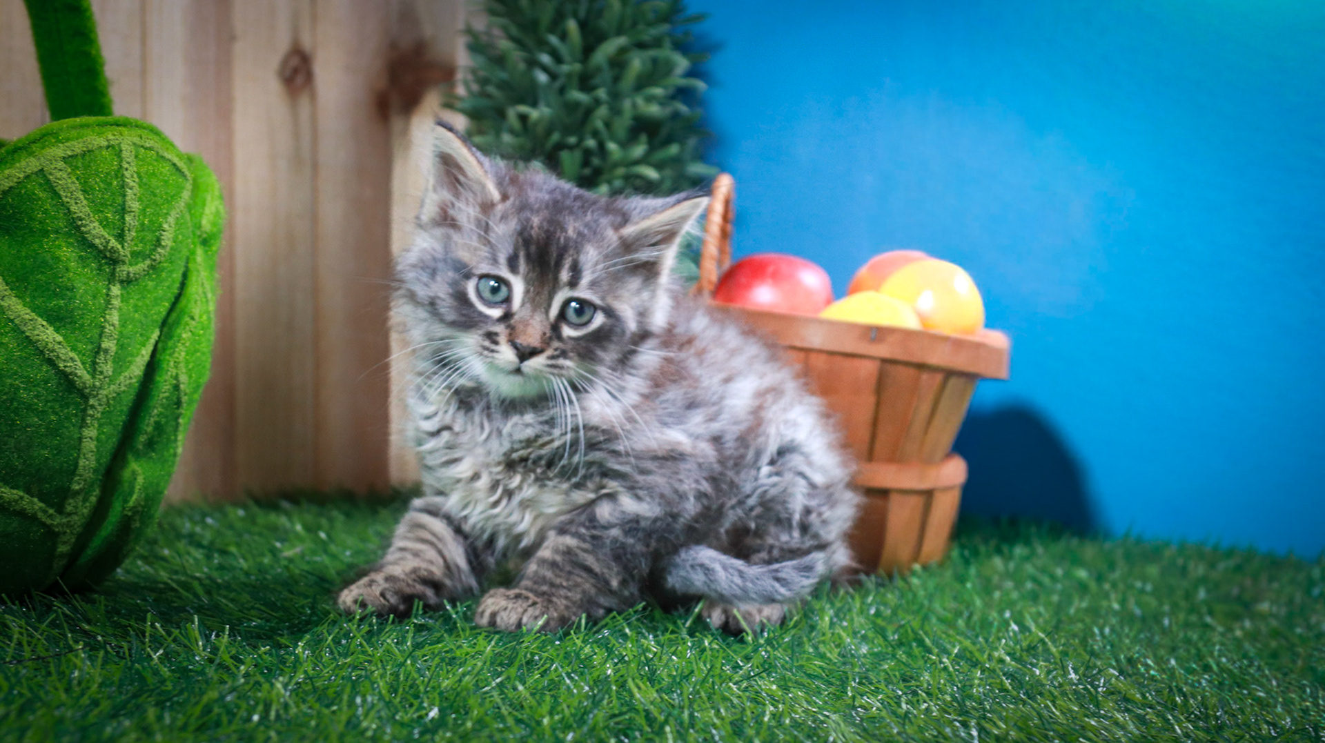 Stormy (M-DLH-Grey/Tan/Tabby)