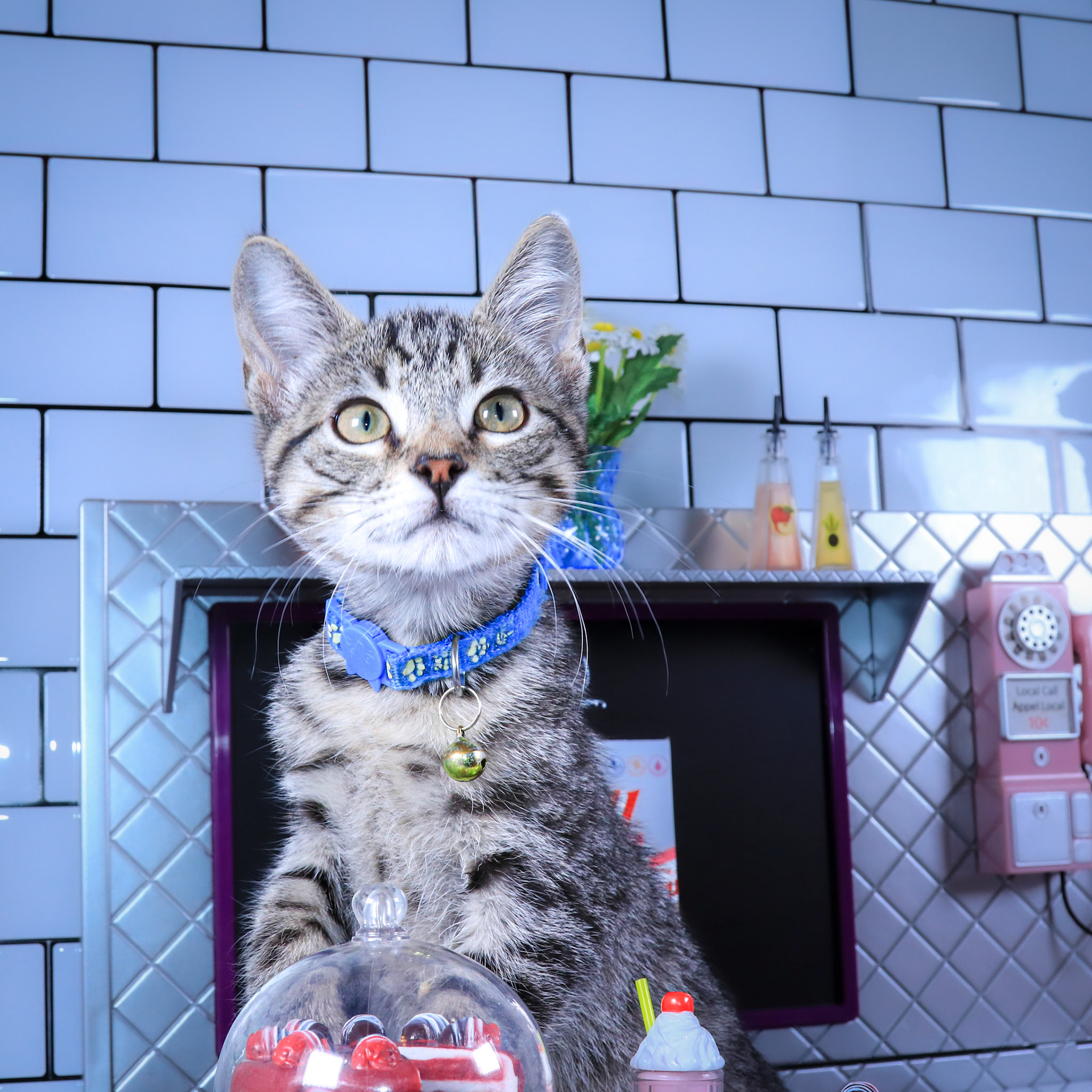 Felix (F-DSH-Tabby)