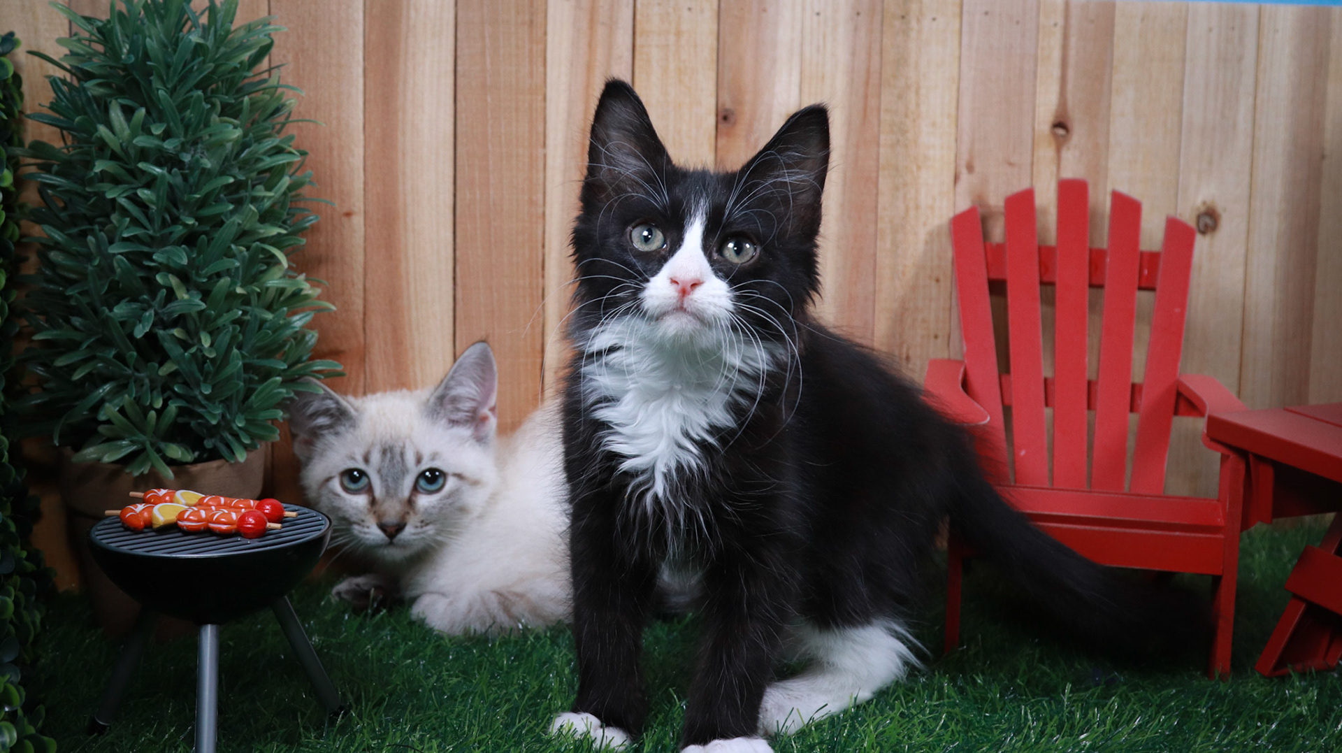 Cocoa Puff (M-DSH-Lynx Point Siamese), Sylvester (M-DLH-Black/White/Tuxie)