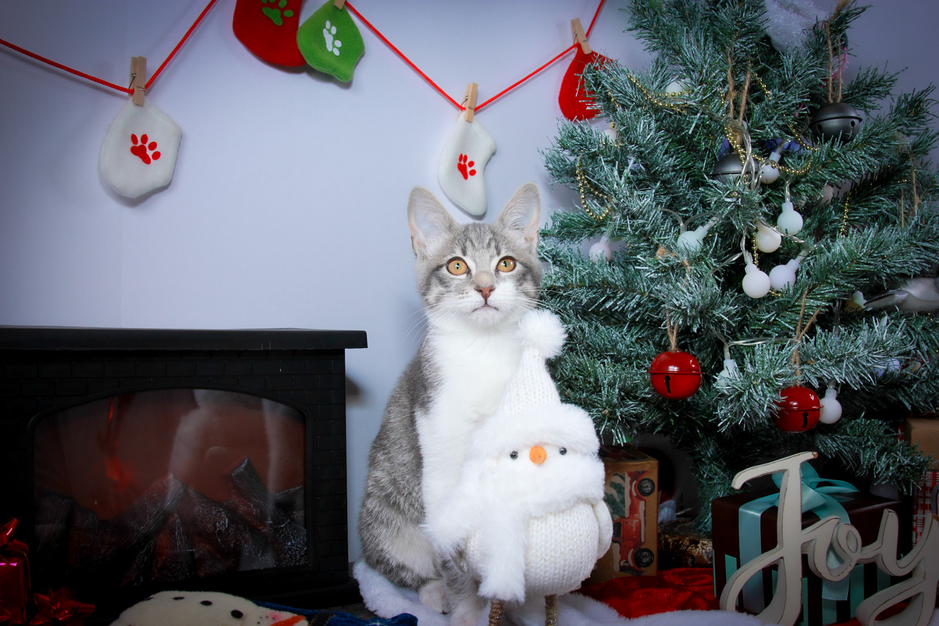 Taylor (F-DSH-Tabby/White Tuxie)