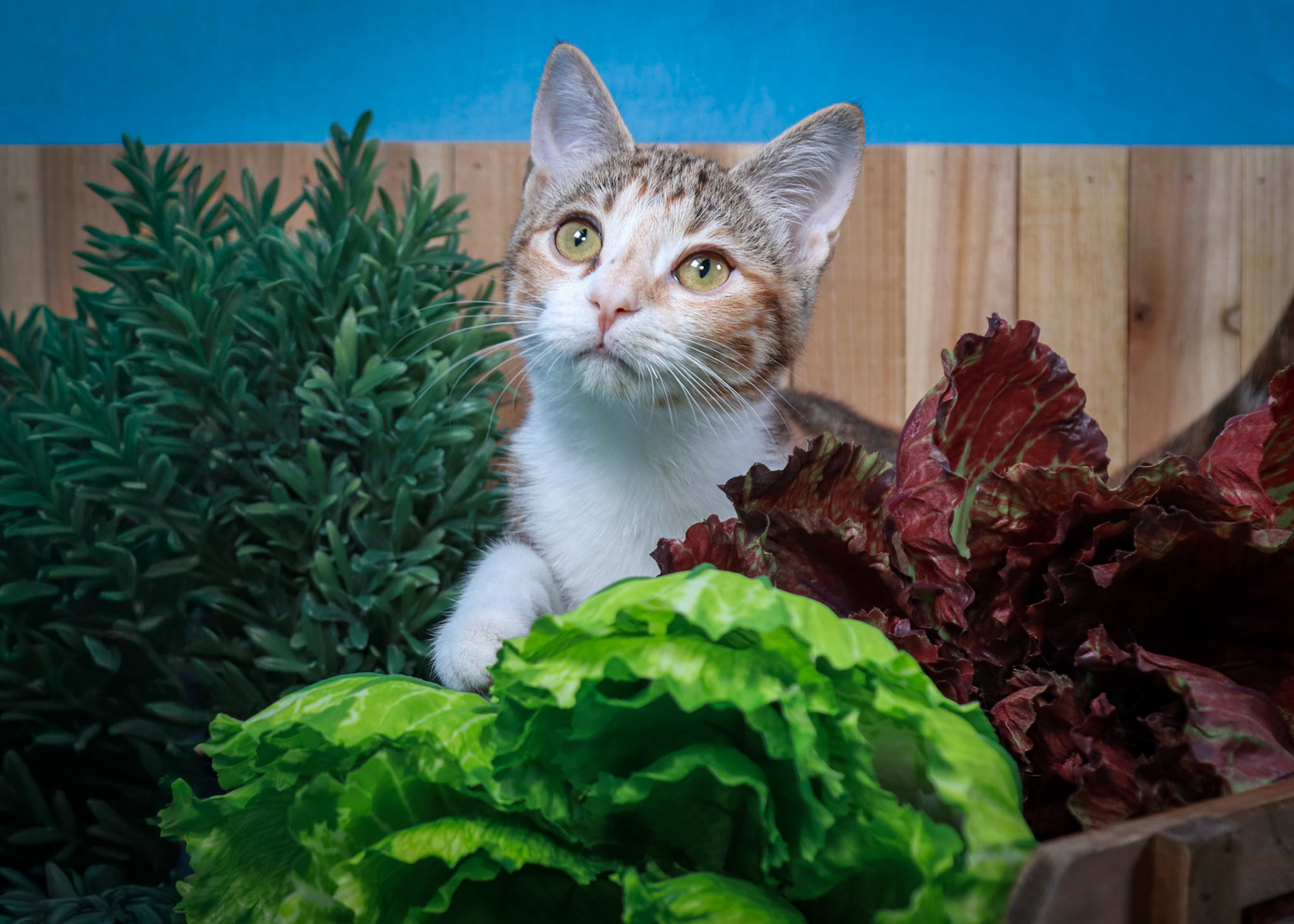 Dottie (F-DSH-Tabbico)
