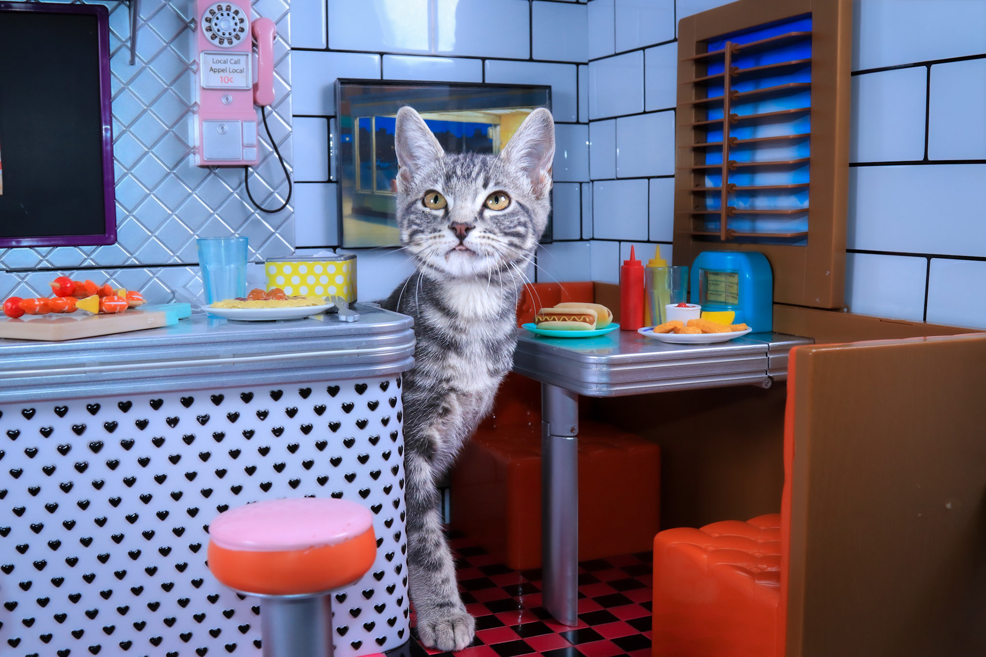 Scorpio (M-DSH-Gray/White/Tabby)