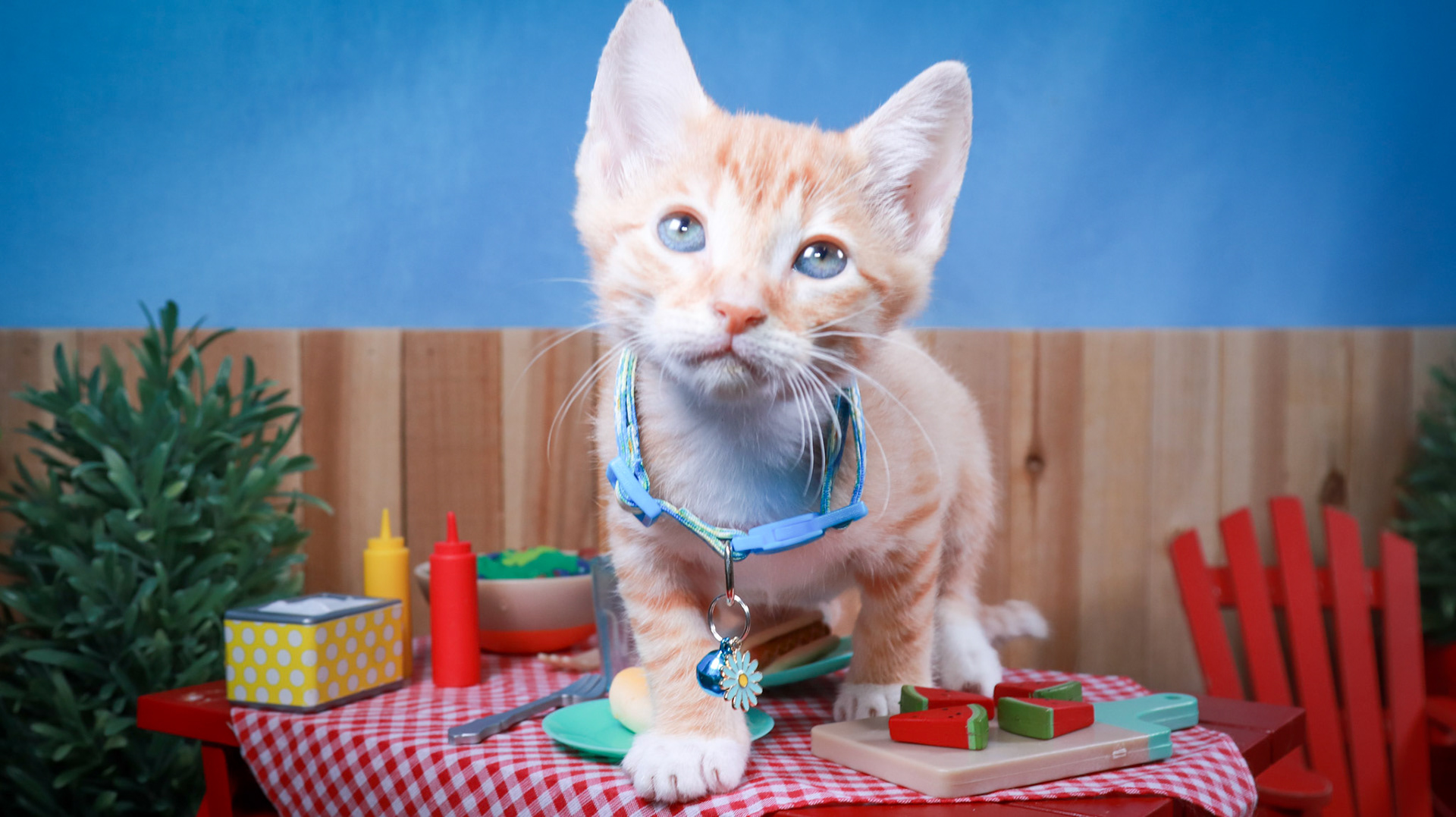 Dobbie (M-DSH-Ginger/White/Tuxie)