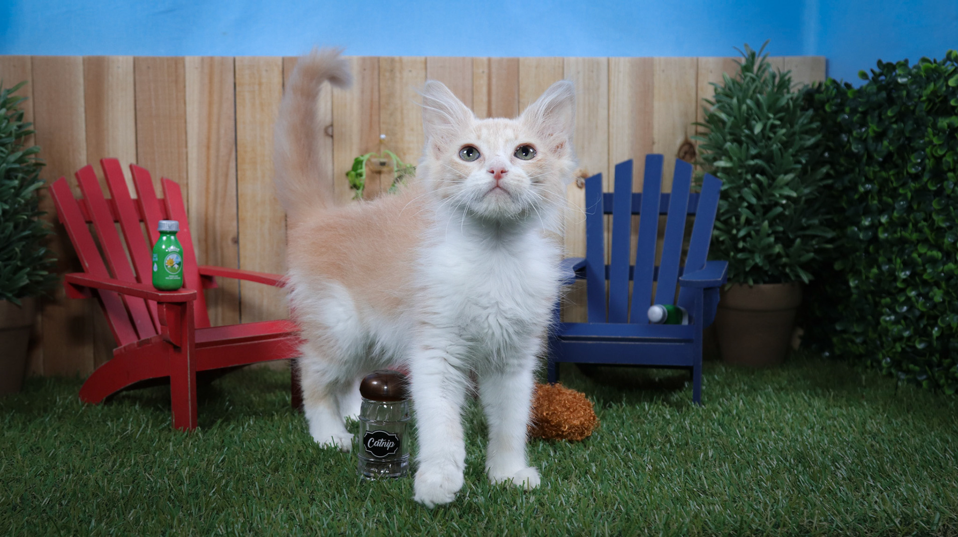 Frannie (F-DMH-Ginger/White)