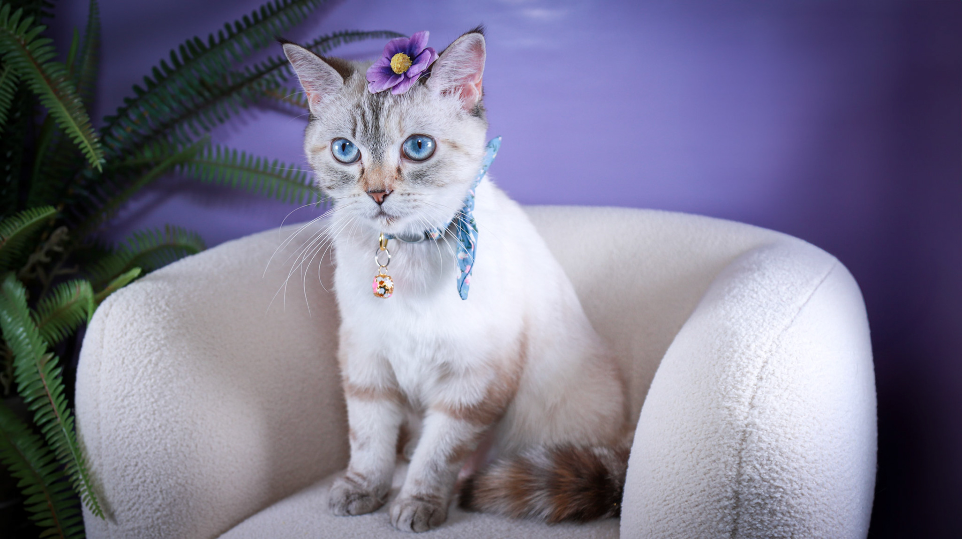Lumi (F-DSH-Lynx Point Siamese)
