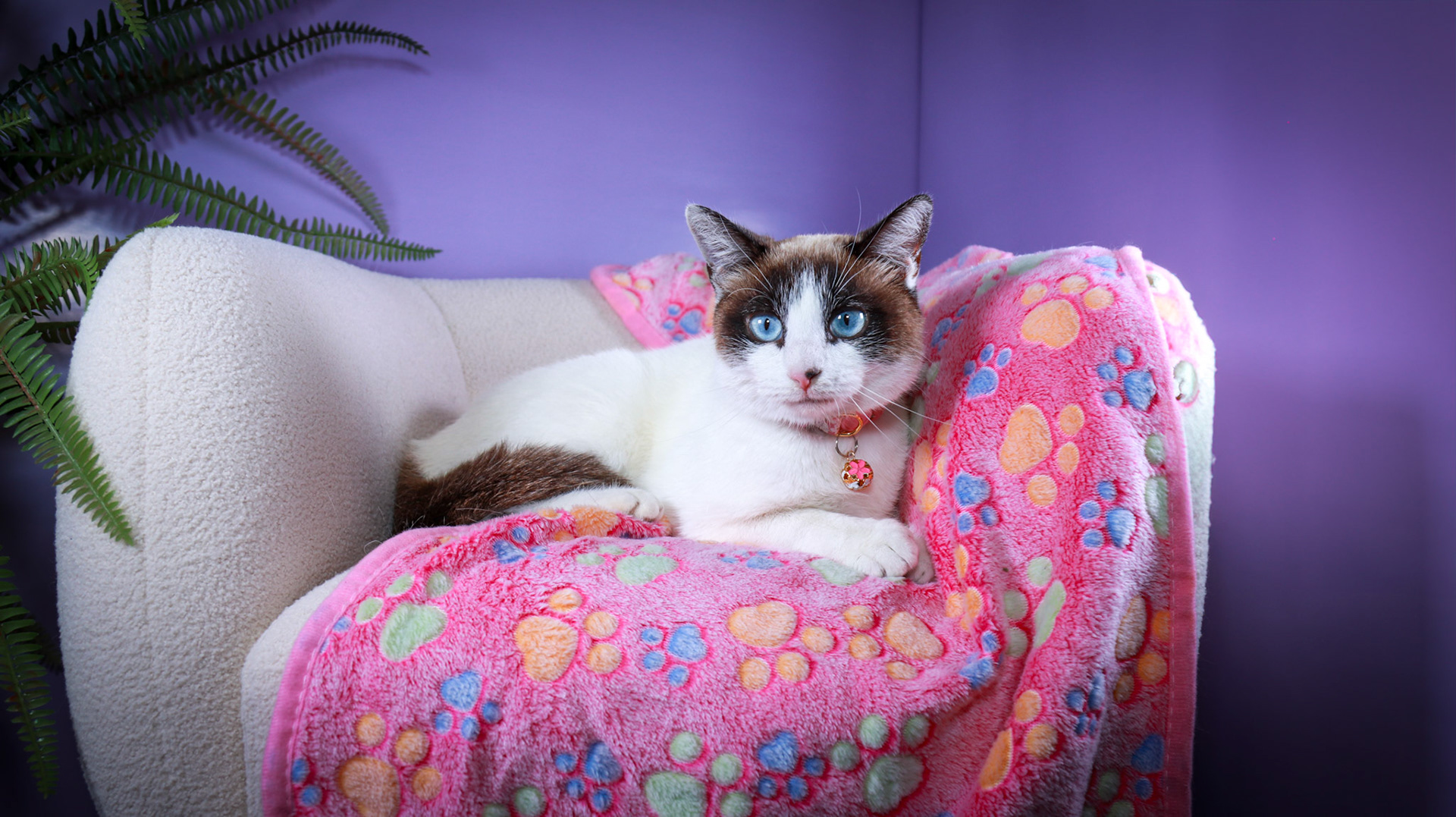 Kilala (F-DSH-Snow Shoe Siamese)