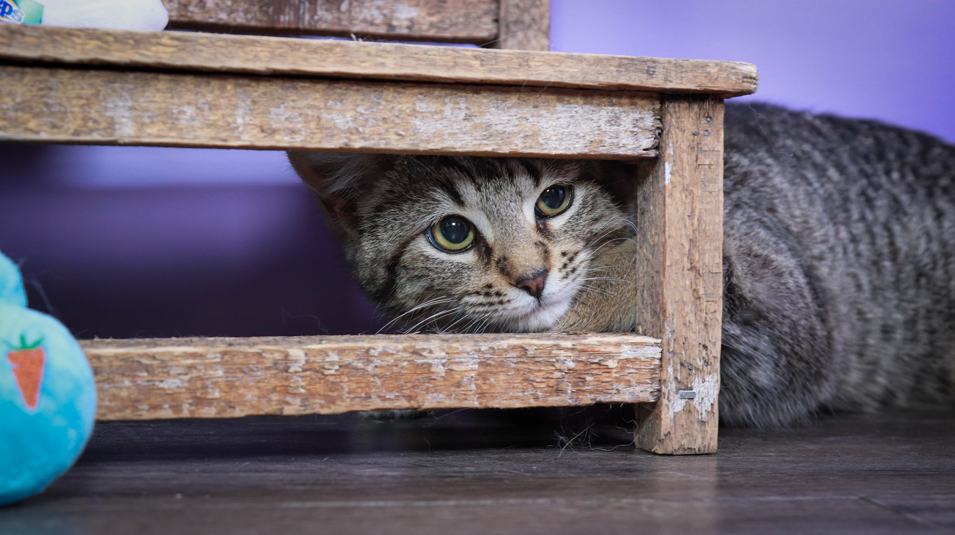 Miles (M-DSH-Tabby)