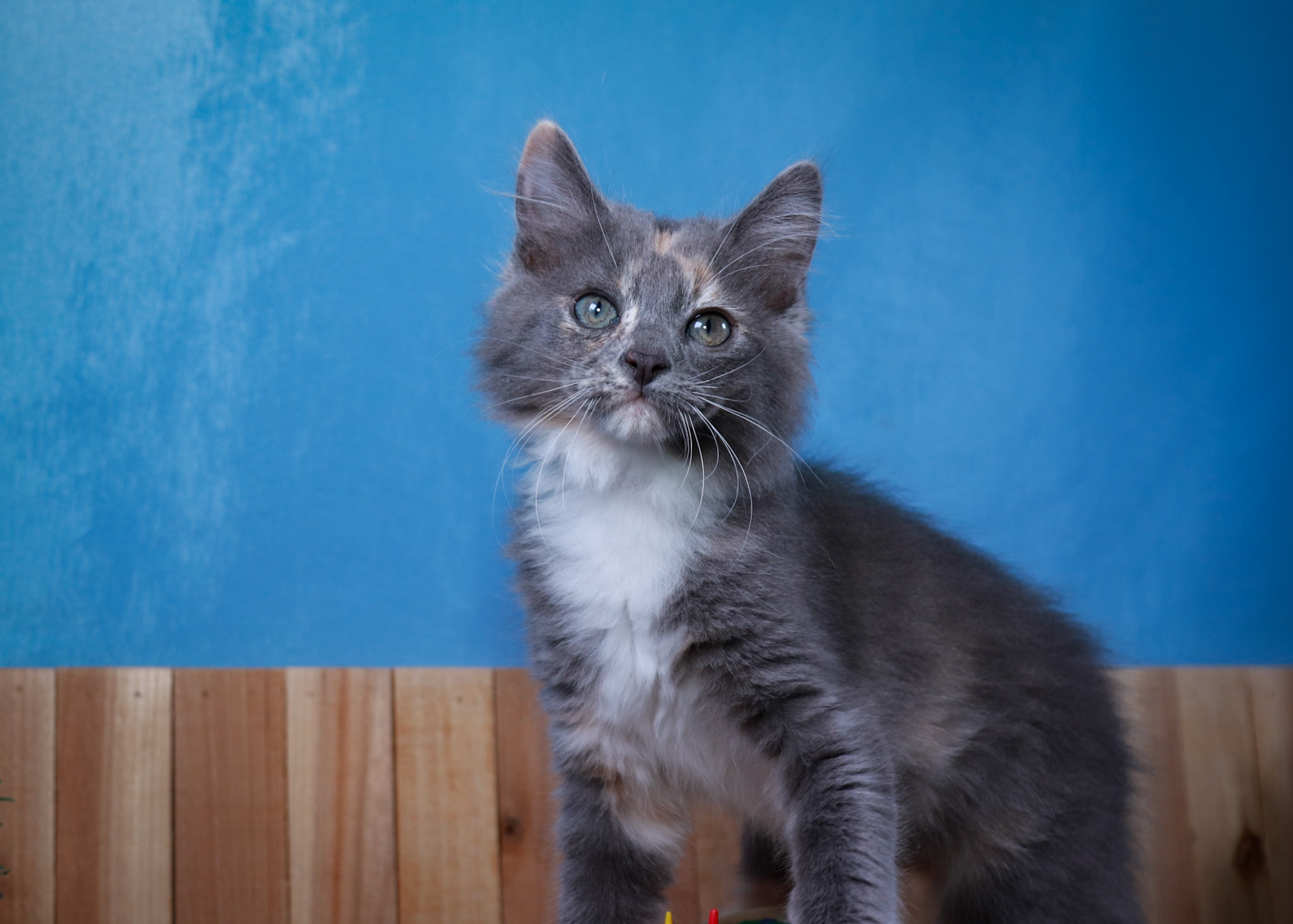 Bean (F-DMH-Dilute/Calico)