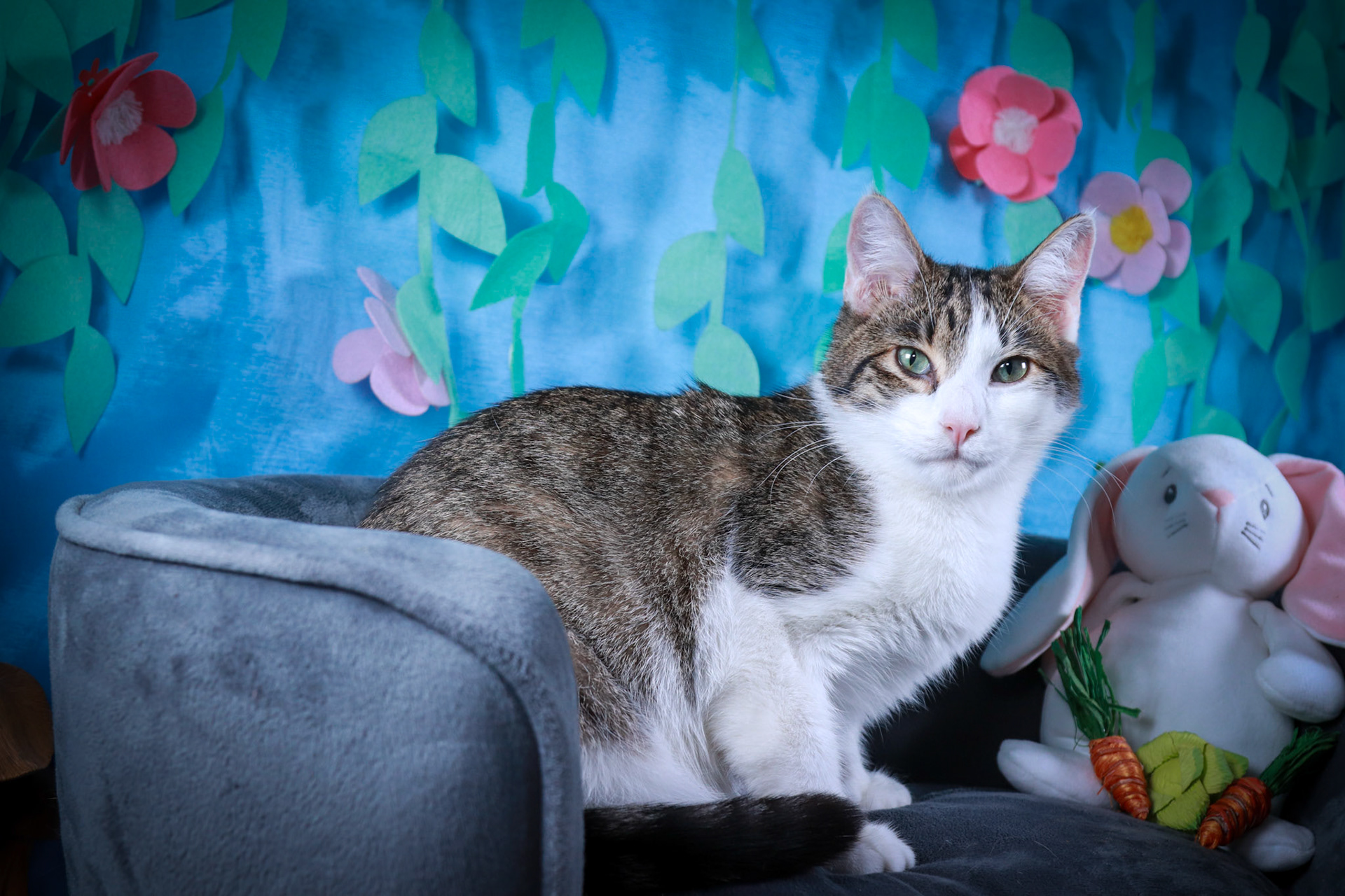 Magnolia (M-DSH-Grey/White/Tabby)