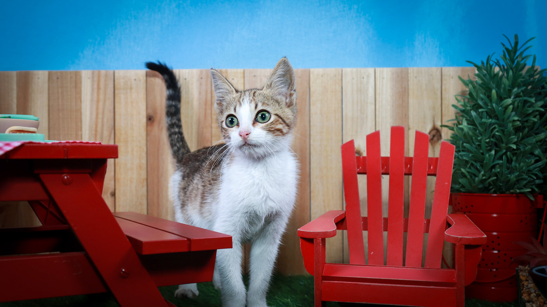 Arthur (M-DSH-Tabby/White)