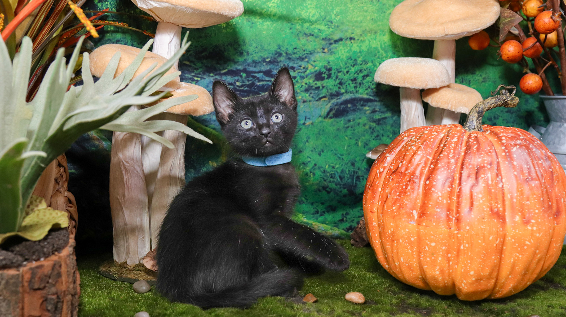 Koa (M-DSH-Polydactyl/Black)