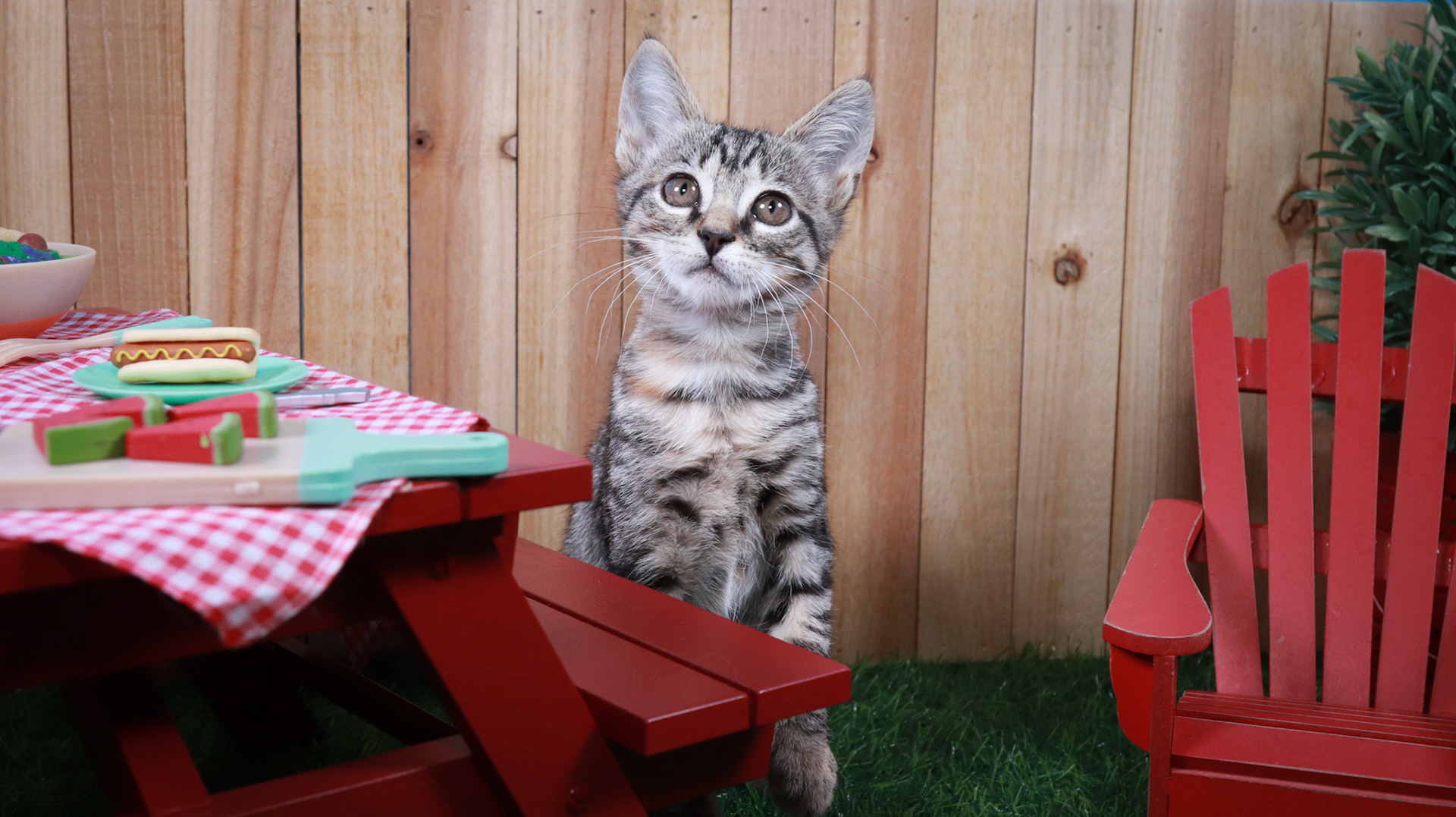 Toonces (F-DSH-Tabby)