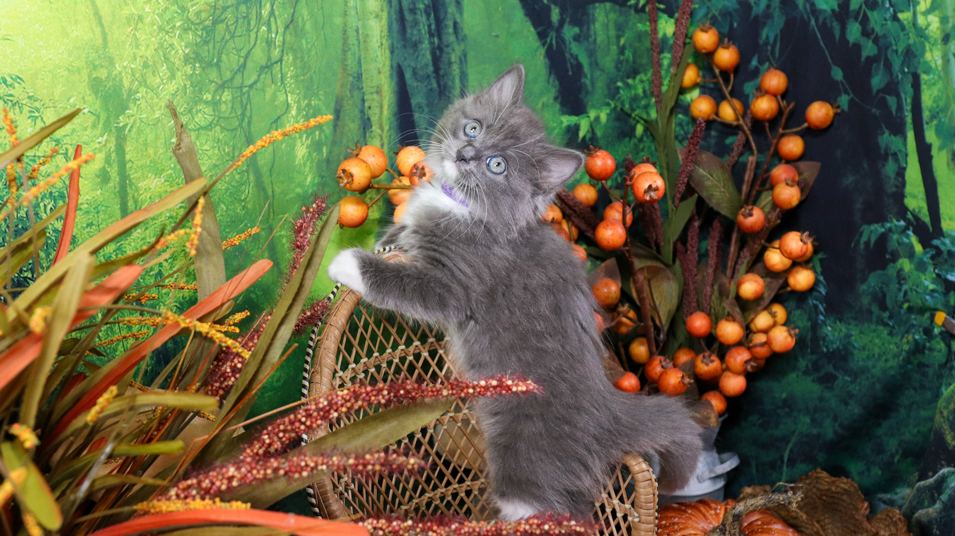 Oakley (F-DLH-Gray/White/Tuxie)