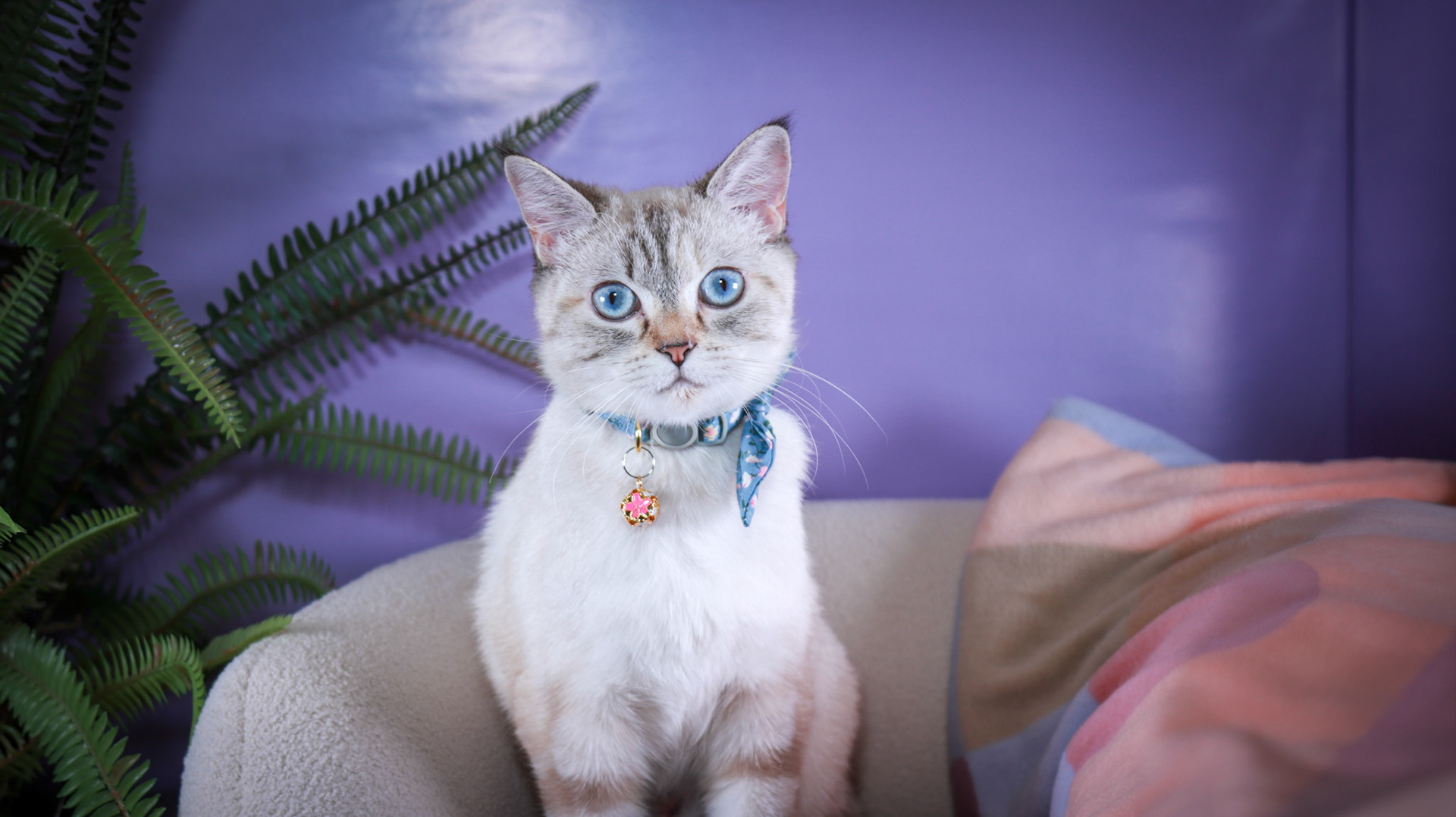 Lumi (F-DSH-Lynx Point Siamese)