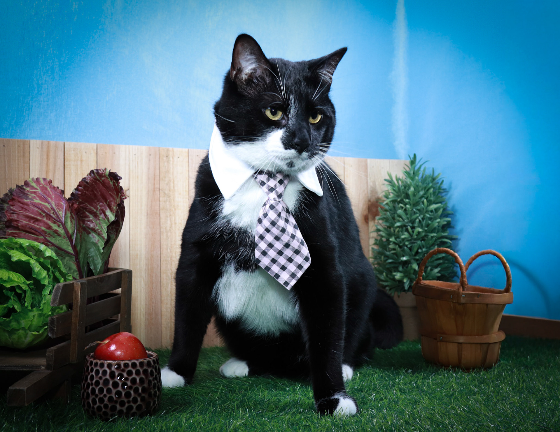 Gil (M-DSH-Black/White/Tuxie)
