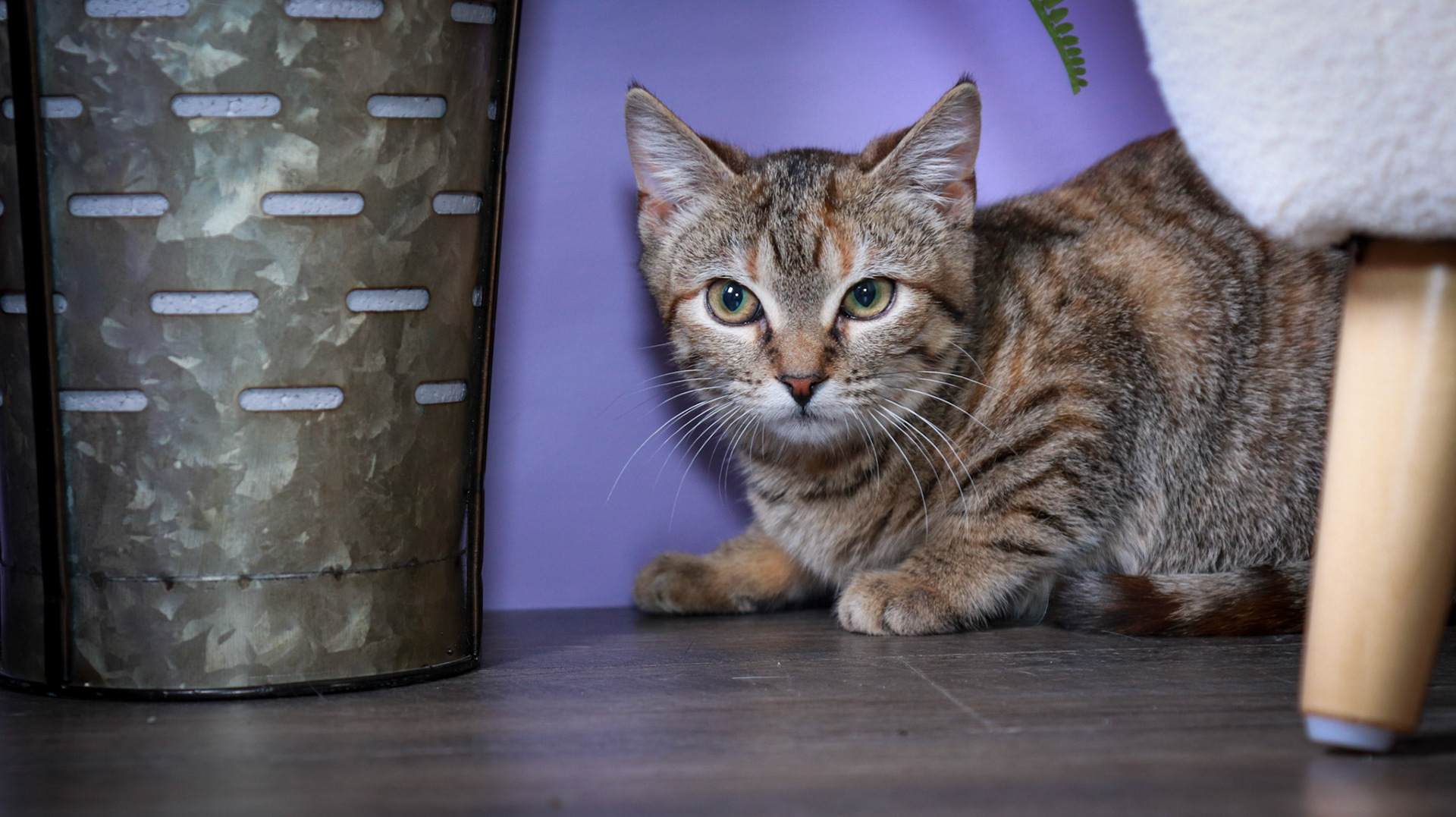 Poppy (F-DSH-Torbie)