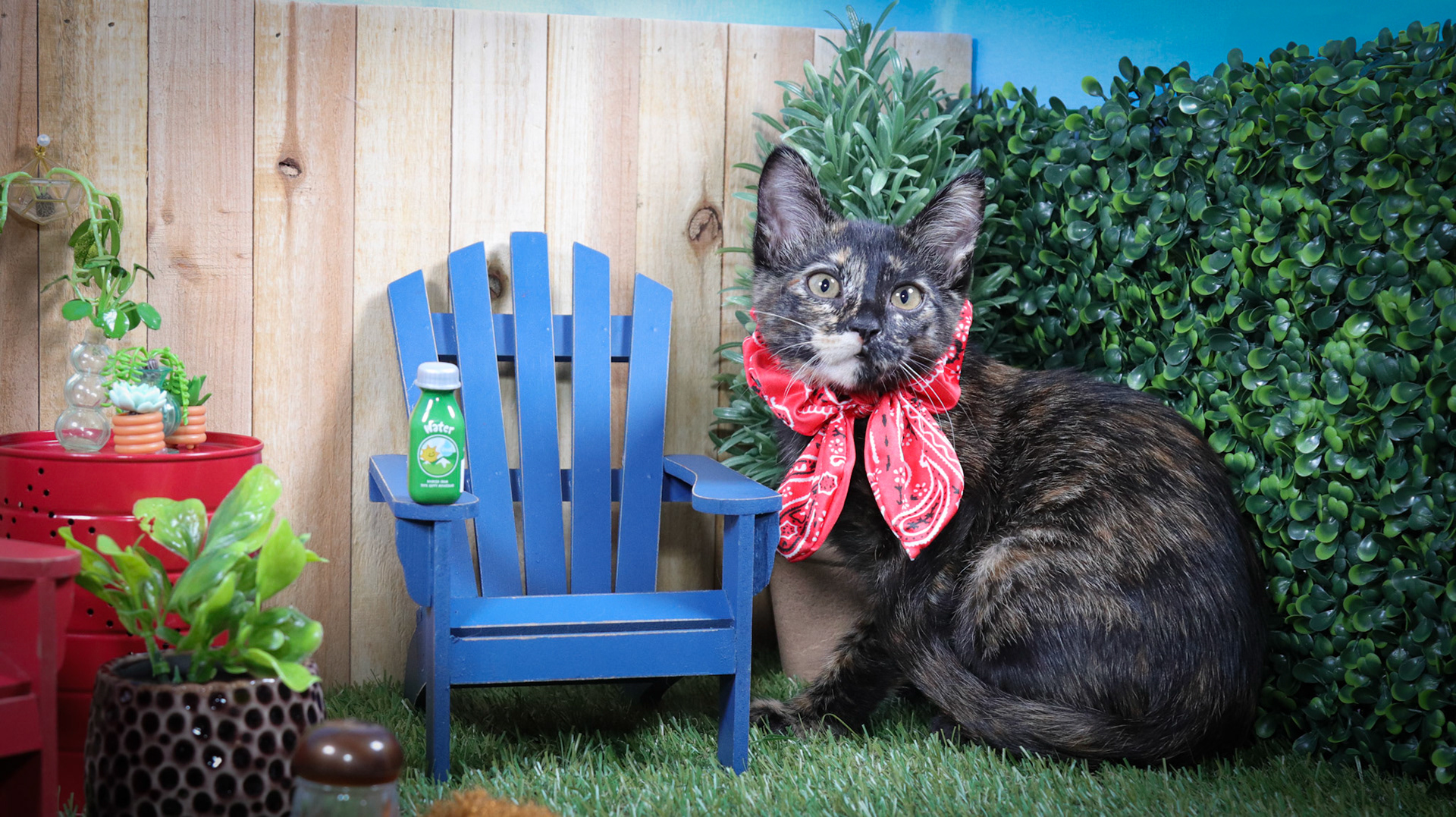 Aruna (F-DSH-Tortie)
