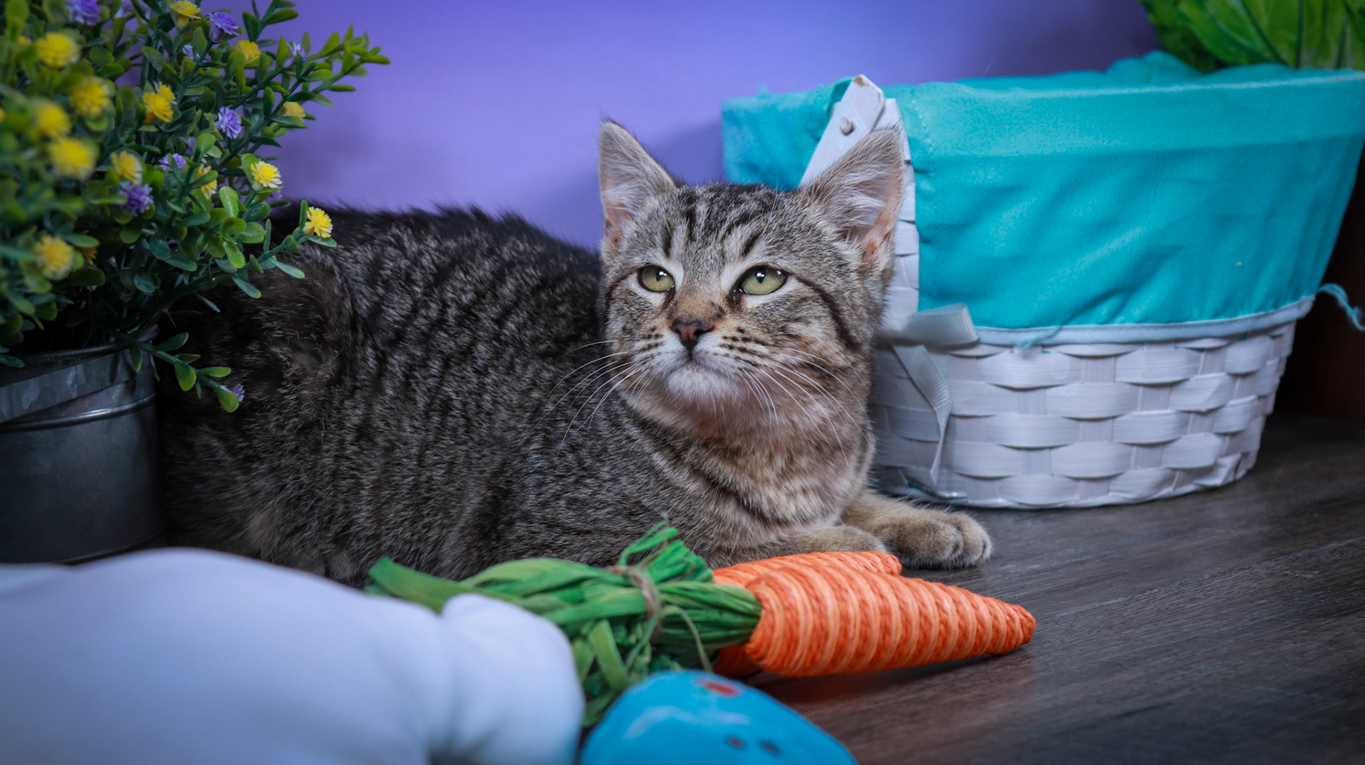 Miles (M-DSH-Tabby)