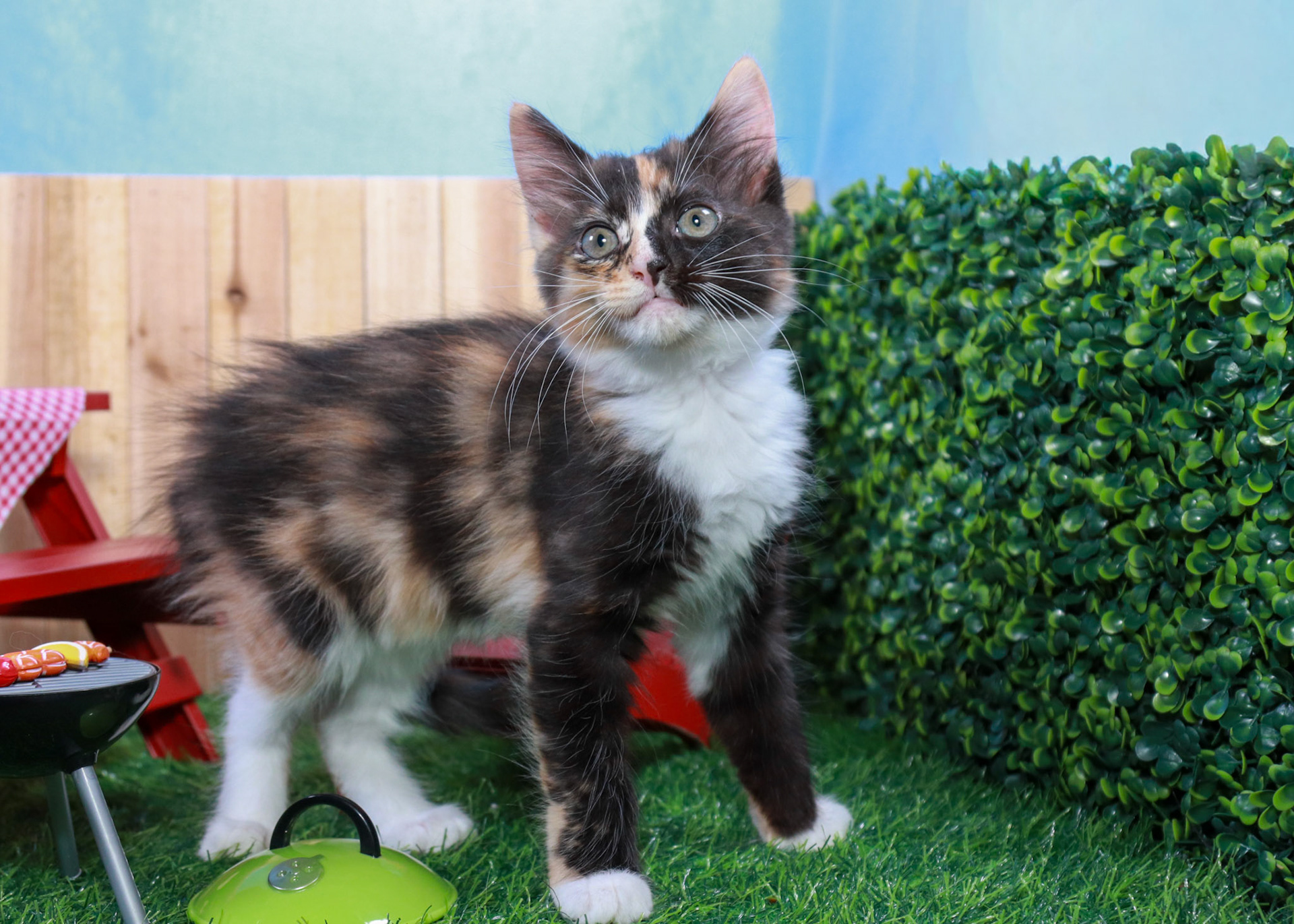 Snickers (F-DMH-Dilute/Calico)