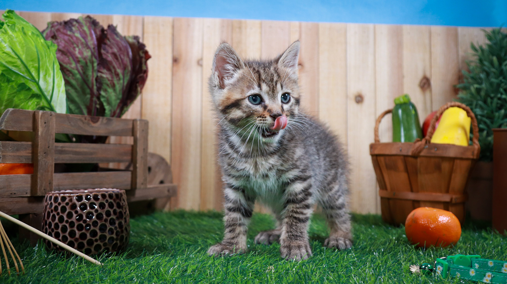 Walter (M-DSH-Tabby)