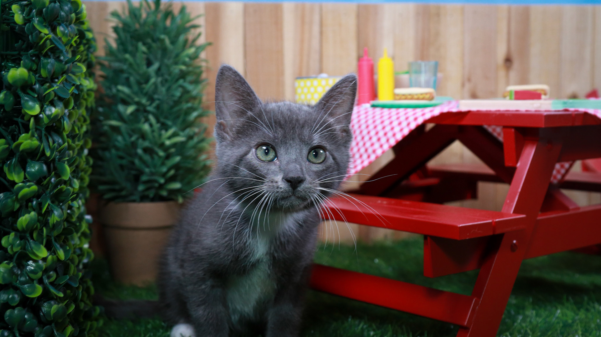 Hematite (F-DSH-Grey/White/Tuxie)