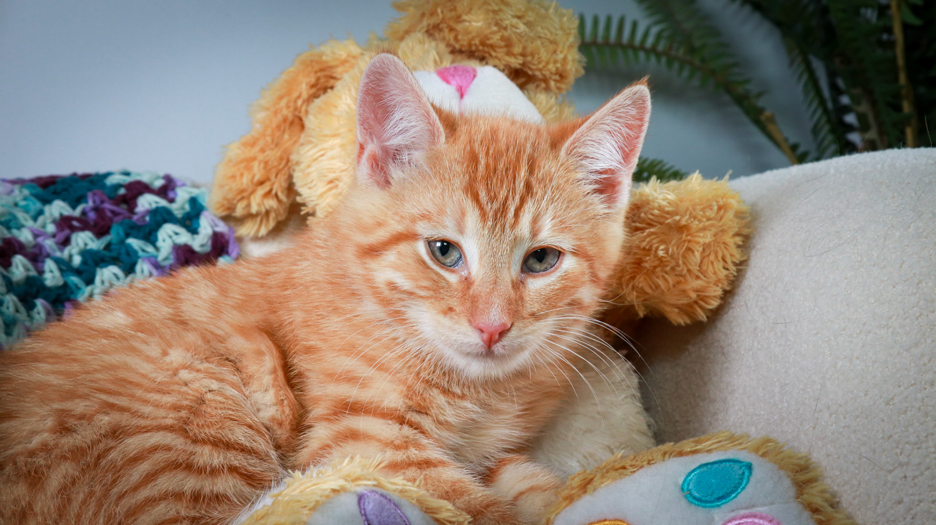 Woodrow (M-DSH-Ginger)