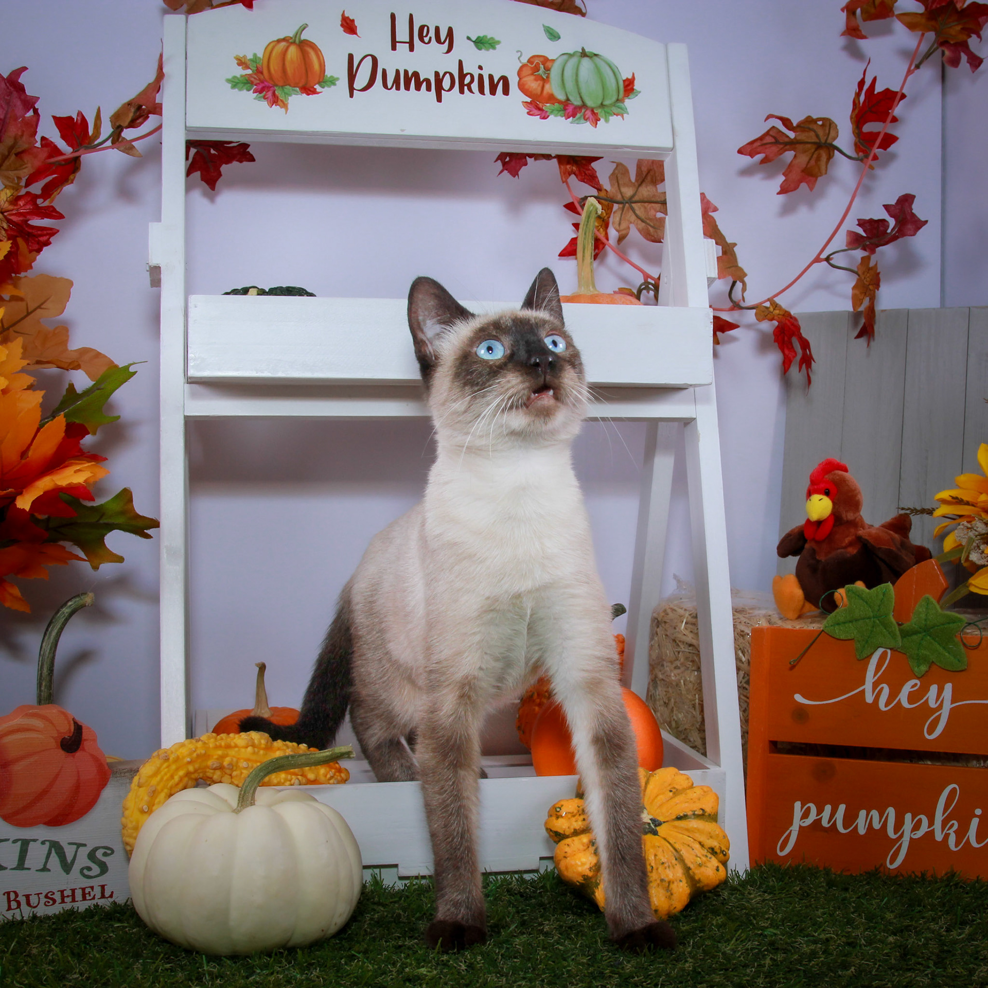 Rosie (F-DSH-Seal Point Siamese)