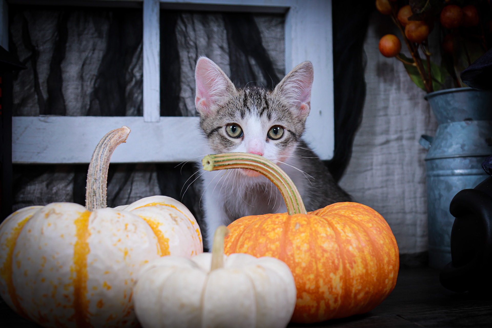 Telemikus (M-DSH-Tabby/White)