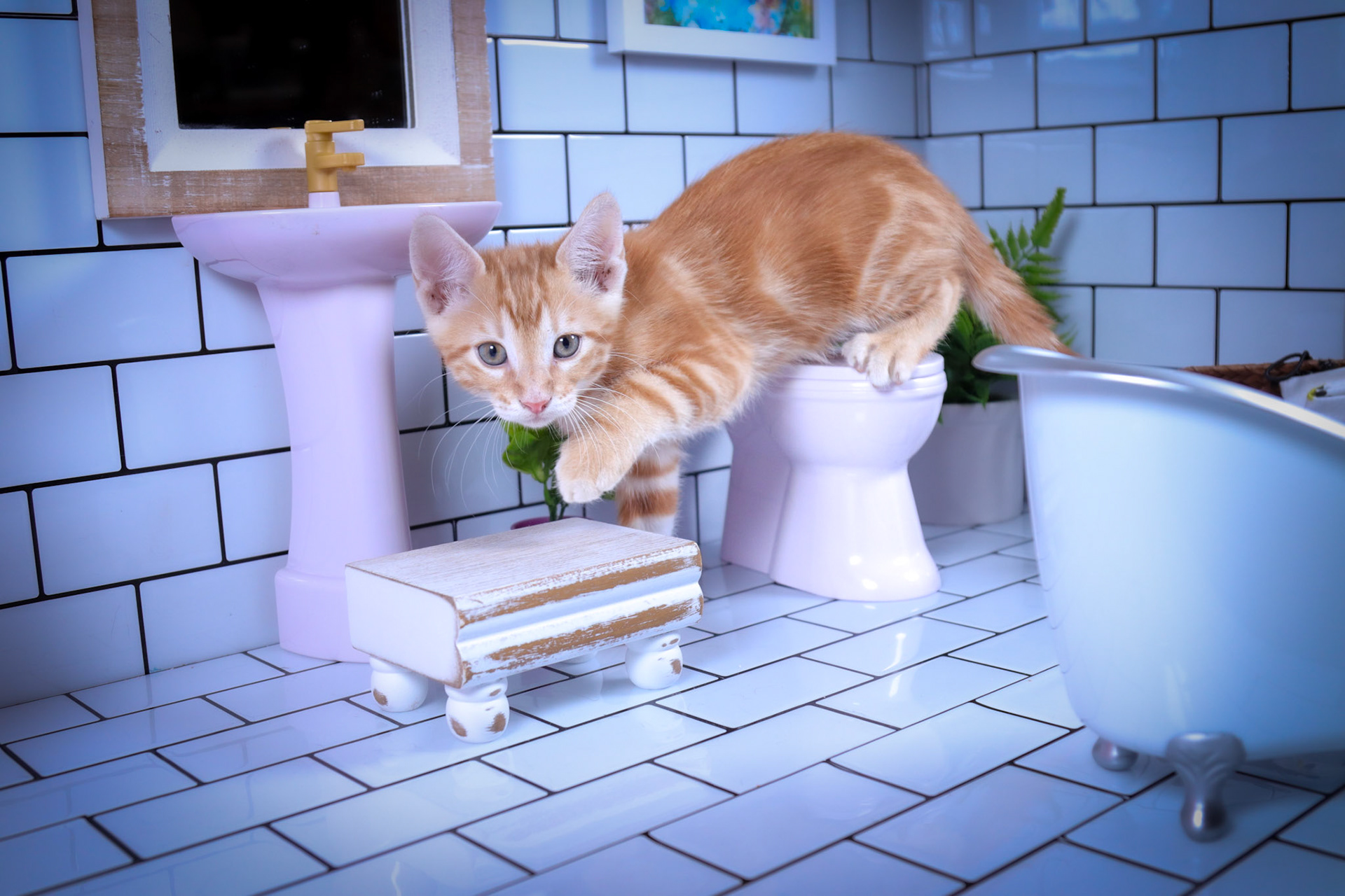 Cheetos (M-DSH-Dark/Bullseye/Ginger Tabby)