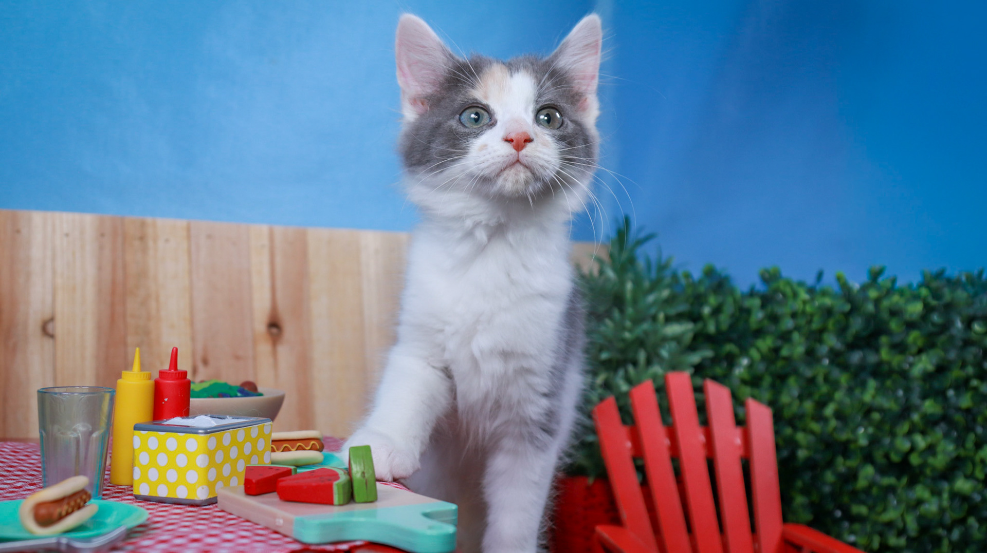 Truffles (F-DMH-Dilute/Calico)