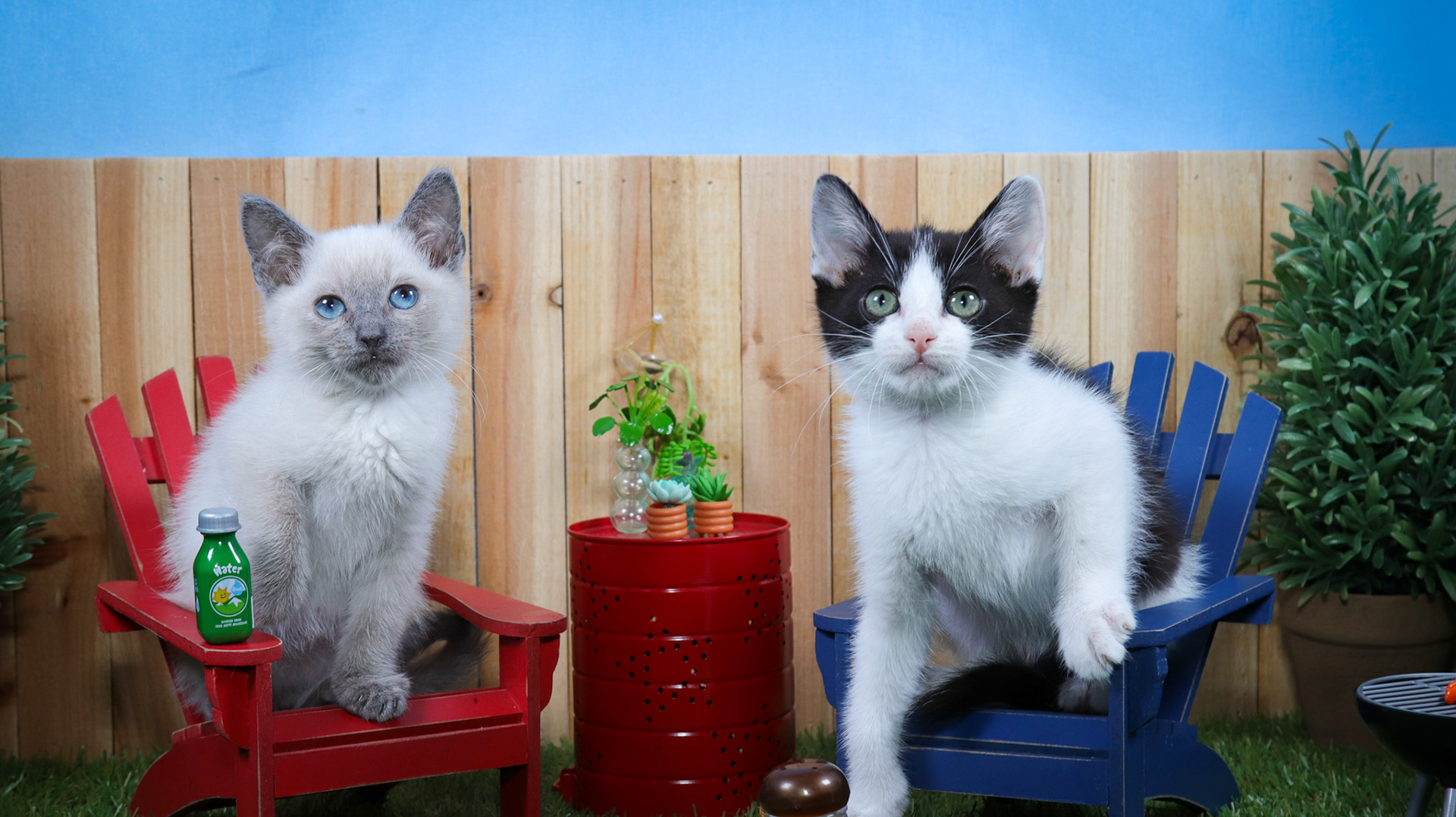 Ferb (M-DSH-Siamese), Phineas (M-DSH-Black/White/Tuxie)