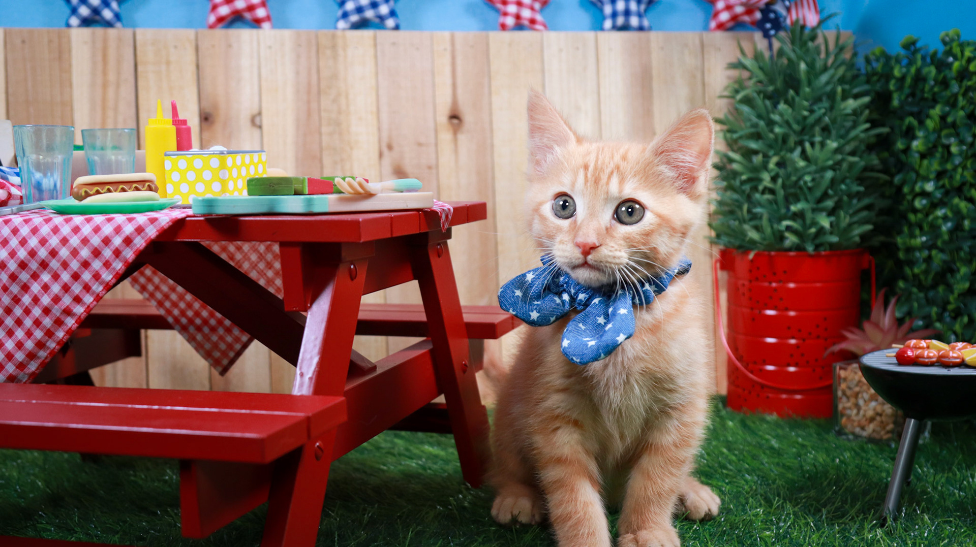 Gus Gus (M-DSH-Ginger)