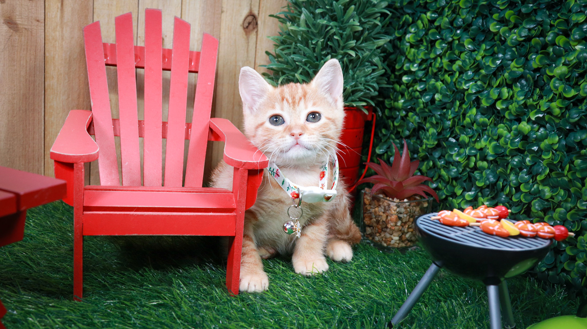 Bonnie (F-DSH-Ginger/Tabby)