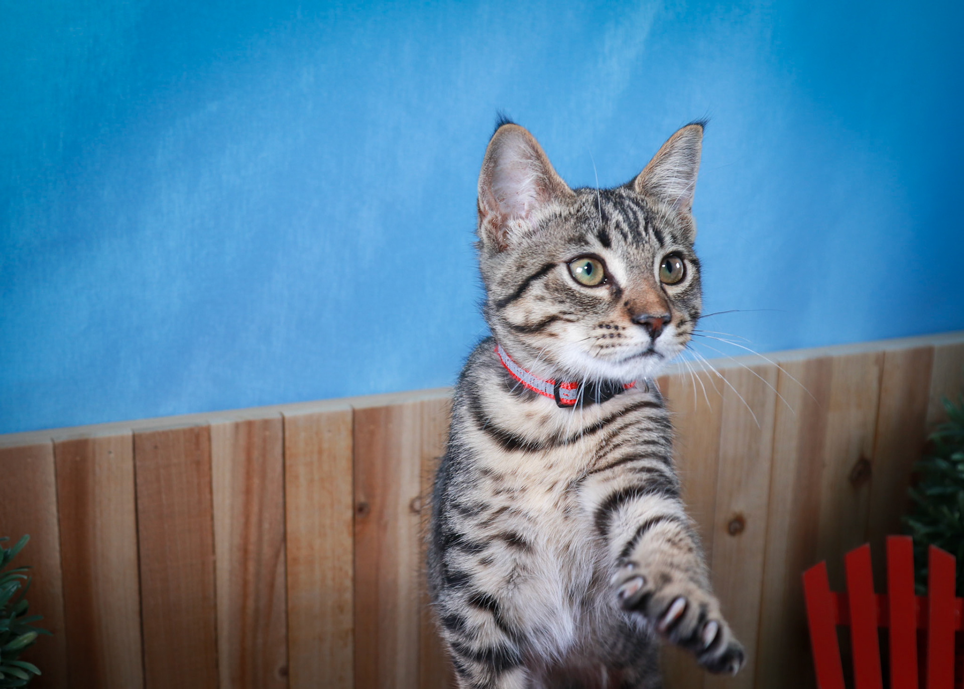 Taz (M-DSH-Tabby)