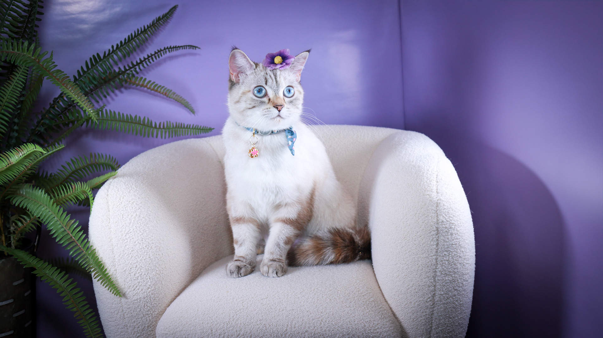 Lumi (F-DSH-Lynx Point Siamese)