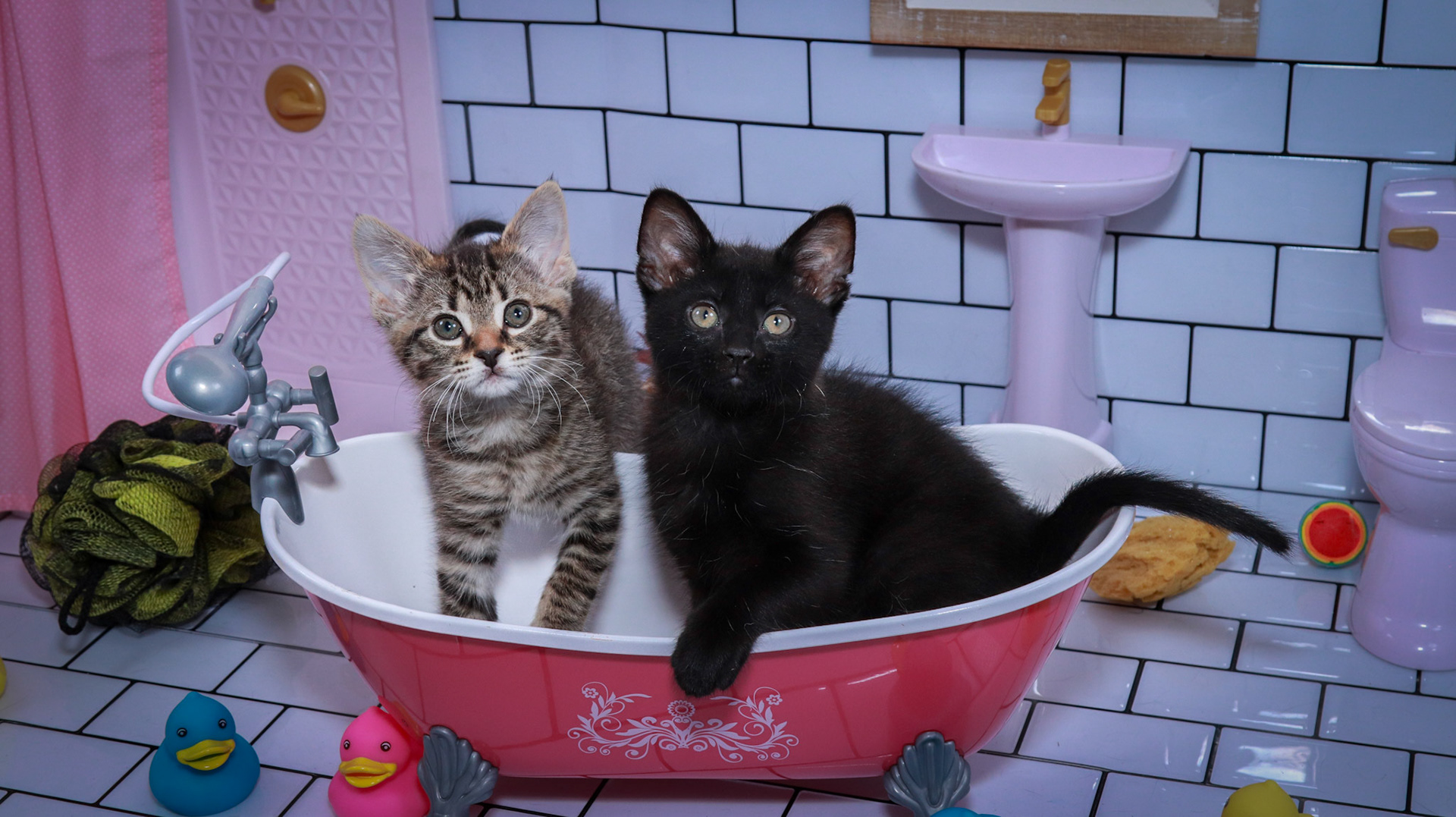 Ike (M-DSH-Black), Maggie (F-DSH-Tabby)