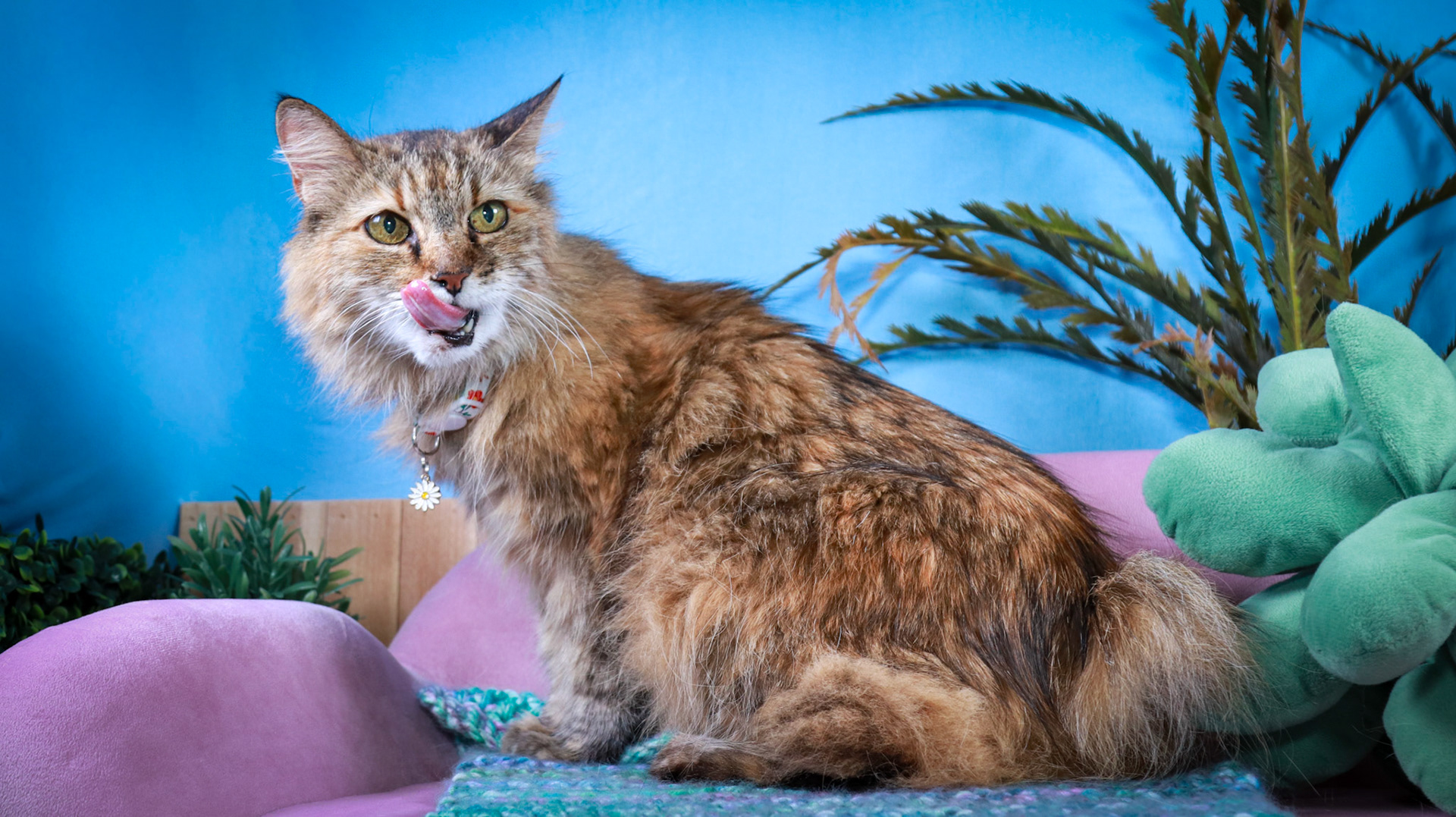 Anda (F-DLH-Brown/Tabby/Manx)