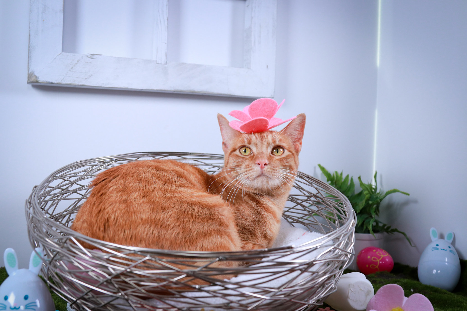 Peaches (F-DSH-Ginger/Tabby)