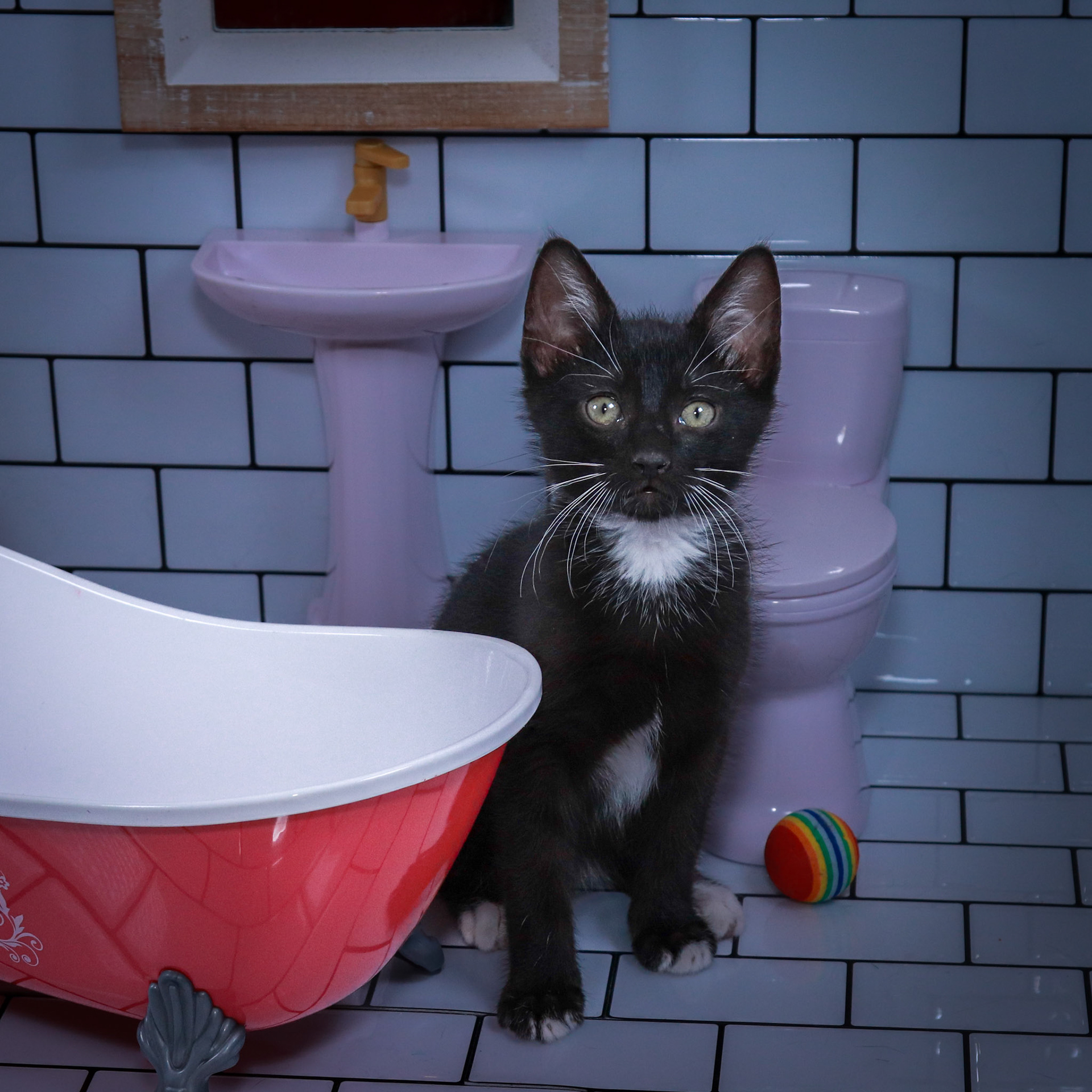Noodle (M-DSH-Black/White/Tuxie)