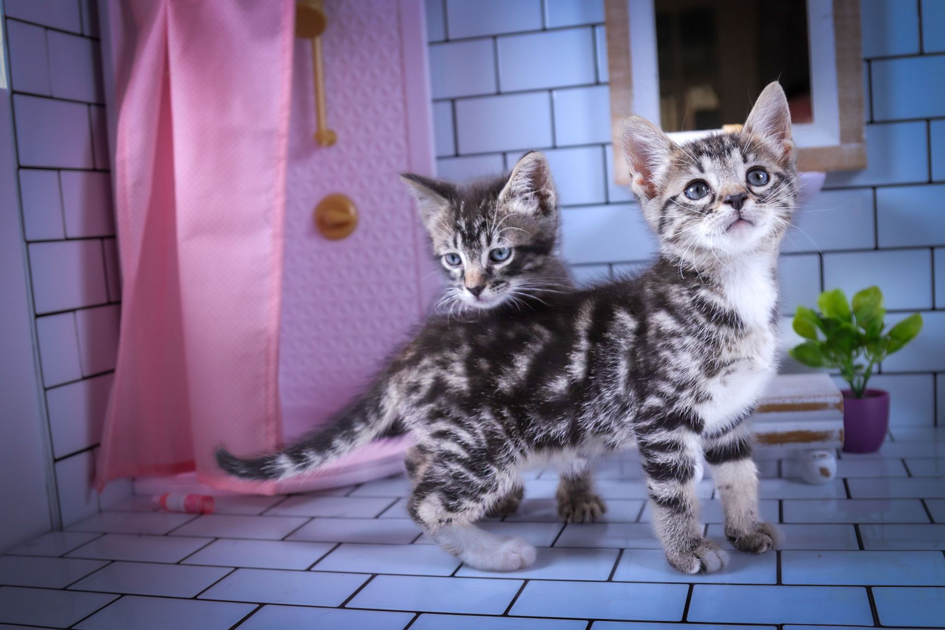 Monkey (M-DSH-Tabby), Milo (M-DSH-Tabby/White)
